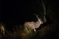 Un antílop de grans dimensions Greater kudu es creua en el nostre camí durant el safari nocturn que Orient Express efectua al campament Khwai River Lodge d'Orient Express a Botswana , a l'interior de la Reserva Salvatge de Caça Moremi , Botswana . El gran kudú o kudú major ( Tragelaphus strepsiceros ) és una espècie de mamífer artiodàctil de la subfamília Bovinae . És un antílop africà de grans dimensions i notable banya , que habita les sabanes boscoses de l'Àfrica austral i oriental . Com a membre del gènere Tragelaphus , posseeix un clar dimorfisme sexual . És el tercer antílop quant a grandària , només superat per les dues espècies del gènere Taurotragus , 2 mesura de mitjana 2,20 m de longitud i 1,50 m d'altura i posseeix una cua de 45 cm de llarg . El pes mitjà és de 320 kg en els mascles i 220 kg en les femelles . El pelatge és de color gris a castanyer grisenc amb 7 a 10 bandes verticals blanques a cada costat . Una crinera més clara s'aixeca sobre l'espina dorsal del clatell a la cua i una cabellera en filera llarga i estreta , de base negrosa i puntes blanques , creix en centre del coll i el pit .