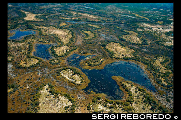 Aerial views from Camp Khwai River Lodge by Orient Express in Botswana, within the Moremi Game Wildlife Reserve and the city of Maun. The best time to visit the delta depends on what you want to see. If you are looking for are large animals, the best period is between May and October, when the water recedes and those are concentrated around water. If you want to see are birds and lush vegetation, the best time is between November and April, the rainy season. There are about forty lodges and camps in the Okavango Delta. The camps, where you can camp or rent a lodge (house or pavilion) are government property in Moremi Reserve, but not in the heart of the delta, where are the private. To access them you need an all-rounder, one mocoro, a helicopter or a plane, reserved for the most expensive, they have no path. The Botswana government's intention is to avoid mass tourism on the fragile ecosystem of the park, and therefore stay and accommodation within the park are very expensive. If accessed from Gaborone, the capital of the country, must go to Maun, the southern gateway to the delta, and from there follow the road that skirts around the park or hire a flight with Air Botswana, whose rates are very high, to go to private lodges. Typically, follow the road to the Chief Island in the Moremi National Park, where a dozen state camps, but if coming from Namibia, to the north, it is normal to descend to Sepupa, where a camp and an airfield from you can fly over the delta. From this village the road continues along the Delta to the west, crosses Etsha populations and Nokaneng, located west of Delta and nearby airfields, down to Taso and Toteng, at the southern end, where the mountains close the delta, and Maun and Shorobe rises to the southeast of the park, from which follows a path that borders the park to the east and from which you can access the Chobe National Park, on the border with Zimbabwe and Zambia. Many of the camps organized excursions on foot and camping on islands that can be reached mocoro, canoe with locals that travel from island to island, and from small to do safaris. The ATV displacements within large islands and around the delta, are constrained in many cases by the height of the water in time of flood covers the sandy roads. In private areas even be organized nights out with ATVs, but never in the national park if you are not a scientist.