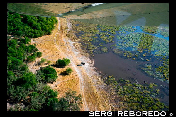 Vistas aéreas desde la avioneta antes de llevar al campamento Savute Elephant Camp de Orient Express en Botswana, en el Parque Nacional de Chobe.  Desde la avioneta podemos disfrutar de espectaculares vistas del Delta y del fascinante hábitat que forma el río Okavango que nace en Angola atraviesa Namibia y viene a desembocar a Botswana formando este fabuloso Delta interior antes de desaparecer bajo las arenas del desierto del Kalahari. La gran riqueza de flora y la abundancia de agua convierten la región del Delta del Okavango en el hogar ideal para numerosas especies de mamíferos depredadores y aves. A su llegada recepción en el strip y traslado al Lodge. Por la tarde después de haberse refrescado y disfrutar de un delicioso almuerzo saldrán para realizar su primera salida de safari en mokoro. Deslizarse por los canales del Delta en estas sencillas naves escuchando sólo los sonidos de la naturaleza será una experiencia inolvidable. Podrá observar la fauna en el Delta desde las minúsculas ranas que descansan en los juncos hasta los elefantes que se desplazan de isla en isla. Llegarán a una de las islas cercanas y acompañados de su experto guía realizarán una ruta a pie con la posibilidad de observar cebras jirafas impalas hipopótamos ñus elefantes y con suerte leones y leopardos. Regreso en mokoro al Lodge y tiempo para descansar y sentarse a observar la impresionante luz del atardecer en el Delta del Okavango y a los hipopótamos que empiezan a abandonar el agua de los canales. Cena alrededor del fuego.