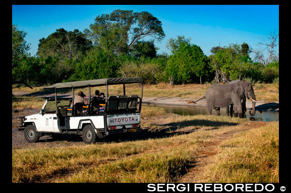 Un 4x4 en el que viajan varios turistas fotografían elefantes bebiendo agua en un abrevadero cercano al Savute Elephant Camp de Orient Express en Botswana, en el Parque Nacional de Chobe.  La Organización de las Naciones Unidas ha alertado hoy de que la plaga de elefantes que azota Botsuana desde que el rey no caza en este país podría alcanzar otras regiones como Sudáfrica y, a la larga, llegar incluso a Europa.  En Botsuana, los enjambres de elefantes ya han acabado con el 90% de los cultivos del país y los animales se han habituado a convivir en los núcleos urbanos. Los gobiernos africanos, atemorizados, llevan semanas solicitando a España que se le dé permiso a don Juan Carlos para que retome la caza de elefantes “y vuelva a situarse en el lugar que le corresponde en la cadena trófica de la Sabana antes de que todo el ecosistema africano se desmorone”. El rey y su rifle de cazar elefantes ocupaban un nicho ecológico esencial en el equilibrio de la Sabana. “El elefante se ha adaptado a compartir hábitat con Su Majestad el rey, acortando sus ciclos reproductivos para aumentar la población y sobrevivir al exterminio. Se había establecido una suerte de equilibrio trófico entre la presión reproductiva del elefante y el freno poblacional que suponían la furia homicida del rey y su rifle de cazar elefantes”, explica Konstabel Els, portavoz de Protección Civil de Sudáfrica. Segun Els, “el rey de España se había integrado plenamente en el ecosistema de la sabana, situándose en la parte superior y actuando como una especie de carnívoro de tercer orden, por encima incluso de los grandes felinos. Ahora, sin Juan Carlos I, la población de elefantes se ha descontrolado y no podemos ponerle freno”. “Enciendo la luz de la cocina y los veo corretear en estampida para esconderse detrás del cubo de la basura o bajo la nevera”, explica una mujer de Johannesburgo cuya casa está infestada de paquidermos, ejemplo de hasta dónde se ha extendido la plaga de elefantes de Botsuana. “Mi marido pisó uno descalzo y nos dio mucho asco porque crujen muchísimo con esos huesos tan fuertes que tienen”. Fuentes de la Casa Real han alertado de que don Juan Carlos -conocido entre la población local de Botsuana como “Demonio blanco de papada prominente que mata elefantes y abraza el suelo esporádicamente”- no tiene planeado ningún safari de caza en los próximos meses. Y menos desde la polémica que se levantó con su último viaje, en el que se lastimó la cadera, y por el que se vio obligado a pedir disculpas públicas a todos los españoles. “Juan Carlos I para vosotros es un rey. Para nosotros es un dios. Y un dios no debe pedir perdón. ‘El que se cae’ es el elegido para acabar con esta plaga interminable y solo él puede ayudarnos”, concluye solemnemente Konstabel Els.