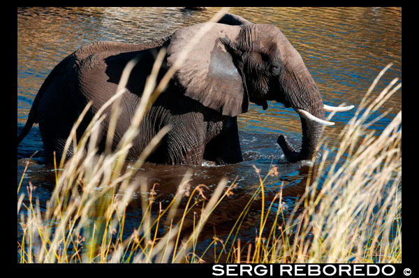 Un elefante sale del agua en un abrevadero cercano al Savute Elephant Camp de Orient Express en Botswana, en el Parque Nacional de Chobe.   Botswana anuncia ocho meses después del viaje del rey que prohibirá las cacerías de elefantes en 2014. Se acabaron las cacerías de elefantes en Botswana, donde el rey Juan Carlos se rompió la cadera hace ocho meses durante un viaje para cazar elefantes. El país va a prohibir la caza comercial de animales salvajes -incluidos los elefantes- a partir de 2014 para evitar que la población de ciertas especies siga descendiendo. "El Gobierno ha decidido la suspensión indefinida de la caza de animales salvajes con fines comerciales a partir del 1 de enero de 2014", anunció el ministerio de Medioambiente de Botswana. El Ejecutivo considera que "este deporte no es compatible" con sus compromisos de conservación y protección de la fauna local "o con el desarrollo de la industria turística a largo plazo". La caza mayor es una actividad practicada por aficionados, a menudo muy ricos, y el país es el hogar de una gran población de elefantes, leones y búfalos. "No podemos permitir que esta disminución represente una amenaza real para la conservación de nuestro patrimonio natural y para la salud a largo plazo de la industria turística local, la segunda fuente de ingresos tras el diamante", explica el ministerio en el comunicado. El turismo contribuye al 12% del PIB en Botswana. El rey participó en la polémica cacería invitado por el empresario saudí Mohamed Eyad Kayali y el Gobierno aseguró que el viaje no había supuesto ningún gasto extra. En aquel momento, la prima de riesgo estaba por las nubes y pocos días antes había asegurado que el paro juvenil le quitaba el sueño. Sus palabras al salir del hospital tras la operación de cadera triunfaron en las redes sociales: "Lo siento mucho. Me he equivocado y no volverá a ocurrir". La ONG WWF eliminó semanas después la presidencia honorífica del rey.