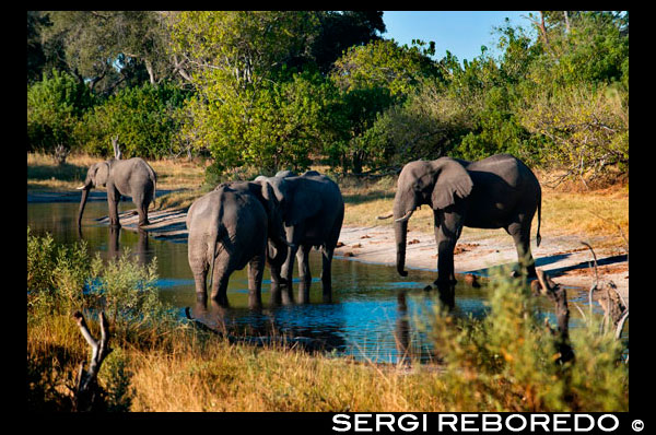 Elefantes bebiendo agua en un abrevadero cercano al Savute Elephant Camp de Orient Express en Botswana, en el Parque Nacional de Chobe.   Botsuana prohibirá la caza de elefantes meses después del viaje del Rey A partir de enero el Gobierno del país africano protegerá por ley a la fauna local, fuente de ingresos turísticos. Botswana, hasta ahora el paraíso para la caza mayor, prohibirá esta práctica a partir de enero del 2014 para frenar el declive de algunas especies, según ha anunciado el Gobierno del país africano.  El Rey posa con el propietario de Rann Safaris, frente a un elefante abatido durante una cacería en el año 2007. RANN SAFARIS RANN SAFARIS "El Gobierno ha decidido suspender desde el 1 de enero del 2014 por tiempo indefinido de la caza de animales salvajes que se practica en el ámbito comercial", según un comunicado del Ministerio de Medio Ambiente. Botswana quiere así ser "coherente con sus compromisos con la conservación y protección de la fauna local y con el desarrollo de la industria turística local en el largo plazo". La caza mayor es un deporte practicado por los aficionados, normalmente personas de altas rentas, como el Rey Juan Carlos, cuya expedición a Botswana para cazar elefantes el pasado abril provocó un escándalo en España, en plena crisis económica. ELEFANTES, LEONES Y BÚFALOS Botswana es el hogar de una gran población de elefantes, leones y búfalos, pero el Gobierno teme que la caza mayor haga disminuir su número. "La disminución del número de ejemplares es una amenaza real para la conservación de nuestro patrimonio natural y para la salud a largo plazo de nuestra industria turística local, que es la segunda fuente de ingresos del país, por detrás de los diamantes", explica el Gobierno en un comunicado. El turismo contribuye al 12% del PIB en Botswana.