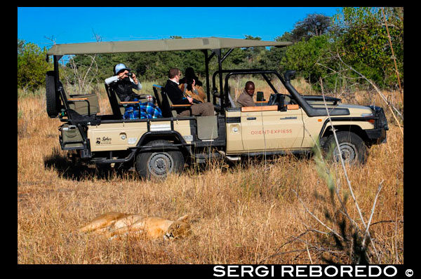 A lioness resting and while tourists a 4x4 photograph Orient Express them constantly in the vicinity of Camp Savute Elephant Camp by Orient Express in Botswana in the Chobe National Park. The lion (Panthera leo) is a carnivorous mammal of the Felidae family and one of the species of the genus Panthera. Some males, exceptionally large, weighing up to 250 kg, 3 making them the second-largest living cat after the tiger. Wild lions live in sub-Saharan Africa and Asia with a critically endangered population in northwest India, having disappeared from North Africa, the Middle East and western Asia in historic times. Until the late Pleistocene, about 10 000 years ago, in large terrestrial mammals, the lion was the most widespread after humans. They were found in most of Africa, much of Eurasia from western Europe to India, and America, from the Yukon to southern Mexico. If they survive childhood difficulties, lionesses living in a secure habitat such as Kruger National Park can often reach the age of 12-14 years, whereas lions seldom live more than eight years. However, cases of lionesses are known to have lived twenty years in the wild. In captivity, both males and females can live over twenty years. They typically inhabit savanna and grassland, although they may take to bush and forest. Lions are unusually social compared to other cats. A pride of lions consists of females who have a family relationship and offspring and a small number of adult males. Groups of female lions typically hunt together, preying mostly on large ungulates. The lion is an apex and keystone, although it can have a scavenger behavior if given the opportunity. While lions do not normally hunt humans selectively, some of them may become cannibals and seek human prey. The lion is a vulnerable species in its range African over the past two decades has suffered population declines, possibly irreversible, of between 30% and 50%, 1 populations are not viable outside reserves and national parks delimited. Although the cause of this decline is not fully understood, habitat loss and conflicts with humans are currently the most important concerns. They have had lions in captivity since the days of ancient Rome and from the late eighteenth century have been something very sought after and exhibited in zoos worldwide. Zoos themselves are collaborating in breeding programs to protect the endangered Asiatic subspecies. The males are very easily distinguished thanks to its mane, making her head one of the most widely known animal symbols in human culture. Appears often in literature, sculpture, painting, on national flags, and in contemporary films and literature.