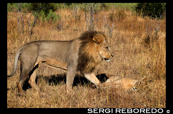 Un lleó camina tranquil · lament pels voltants del campament Savute Elephant Camp d'Orient Express a Botswana, al Parc Nacional de Chobe. Prohibida la caça de lleons a Sud-àfrica i Botswana. El Govern de Botswana ha prohibit la caça del lleó. "De forma unilateral, per sorpresa i per un període indefinit", afegeixen els caçadors espanyols d'alt nivell. Les autoritats sud-africanes pràcticament han decidit el mateix aquest estiu. Allà tampoc es permetrà caçar més de 10 lleons a l'any. Terrible notícia. On van a anar ara aquests il · lustres escorxadors per poder enderrocar lleons? Es quedaran sense la seva preuada catifa de lleó "de veritat"? Per sort per a aquests emuladors de Clark Gable a Mogambo, encara hi ha possibilitats a l'Àfrica de caçar lleons a dojo, enllaunats en finques privades convenientment tancades per evitar fuites al terreny de la competència. El cadàver d'un melenut mascle matat per un mateix ve a costar uns 22.000 euros, tot i que amb això de les prohibicions seu preu pot disparés en un futur proper, mai millor emprat el verb. I si l'aguerrit caçador falla el tir no s'ha de preocupar per la integritat del seu darrere, ja que el guia acompanyant el abatrà per ell però no ho dirà a ningú. A l'Àfrica viuen en llibertat uns 40.000 lleons, aproximadament la meitat dels que hi havia fa 25 anys. Davant d'això, les divises generades pel turisme cinegètic d'aquest animal generen uns 146 milions d'euros l'any i mantenen 6.000 llocs de treball. El negoci podria reconvertir-se en safari fotogràfics, però no interessa tant. El caçador arriba, mata, paga i se'n va. El turista pacífic és més tranquil, vol conèixer, veure, passejar. A més no es fa fotos amb els cadàvers, li agraden els animals vius. Gent rara.