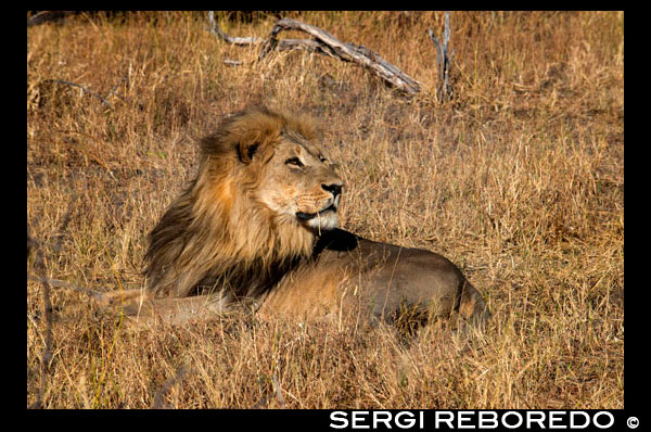 Un lleó estirat plàcidament en ls sabana, prop de campament Savute Elephant Camp d'Orient Express a Botswana, al Parc Nacional de Chobe. Els cinc grans mamífereos d'Okavango. Aquestes denominacions tendeixen a usar-se a l'Àfrica per definir als animals més atractius per al visitant. Als big five que tot turista busca: el lleó, la pantera, l'elefant, el rinoceront i el búfal, s'uneixen el guepard i el licaó (gos salvatge africà), per donar lloc als set magnífics (The Magnificent seven) de Okavongo que pocs poden veure en estat salvatge. Els lleons de l'Okavango són famosos per la seva grandària i fortalesa, i perquè es diu que són els únics lleons nedadors que existeixen, ja que es veuen obligats a fer-ho quan la crescuda estiuenca els deixa aïllats en illots que antílops i impales, les seves preses habituals, abandonen. A la Chief Island, al Parc Nacional de Moremi, existeix una petita població de lleons en disminució que s'alimenta exclusivament de búfals. Es calcula que una vintena de lleons assetgen i són assetjats per un miler de búfals que els planten cara. Aquests felins són extraordinàriament musculosos, doncs la caça del búfalo negre exigeix ??una fortalesa enorme. Diversos lleons, generalment lleones, ataquen a la rajada a la recerca de l'exemplar més feble, però quan aquest és atacat i jeu a terra, la resta del ramat es torna i amb les banyes i les potes ataquen al seu torn als seus caçadors. El resultat és una rajada de lleons en disminució. Els elefants són nombrosos al Okavango. Els senyals del seu avanç són abundants per tot arreu: excrements, arbres descortezados o derrocats, sendes del pas de les rajades, que poden ser de més de cinquanta individus. És fàcil trobar-los en les ribes de les illes, on la vegetació és més abundant i no és estrany veure mascles solitaris en illots molt petits, ramoneando els arbres. Els elefants no tenen problemes per desplaçar-se per un sistema aquàtic de poca profunditat com és el delta. El lleopard, el príncep dels predadors, és un caçador solitari molt difícil d'observar, ja que viu en gairebé qualsevol hàbitat, caça de nit i s'amaga a dormir durant el dia en les branques dels arbres, en molts casos grans i d'espès fullatge, que els oculten completament, excepte per a un observador avesat. Ja que no hi ha molts i estan localitzats, cal confiar en els guies locals per trobar-los. Els rinoceronts són escassos a Botswana causa que han estat sempre perseguits per l'home i no és un animal al qual li agradi l'aigua, de manera que no es pot refugiar en els pantans. L'any 2002, van ser reintroduït a la Chief Island 04:00 rinoceronts blancs que es poden veure al nord del Eagle Island Camp. Els rinoceronts negres es troben en perill d'extinció, però s'estan fent esforços per a la seva recuperació en el Khama Rhino Sanctuary de Botswana. Els búfals negres (Syncerus caffer) viuen en zones amb moltes pastures, aigua i ombra, és a dir, on hi ha illes mitjanes que permeten la vida de les rajades. Són molt perillosos en estat salvatge. Els licaons o gossos salvatges (Lycaon pictus) són animals extraordinàriament intel · ligents que cacen en grup i segueixen estratègies envejables que els permeten caçar antílops tan grans com el kudu, però són massa confiats amb les persones i estan en perill d'extinció. El guepard (Guepard) és l'animal més ràpid del món. Es troba a les zones més apartades del delta i es troba en perill d'extinció en estat salvatge, ja que és presa fàcil de depredadors com el lleó o el lleopard. No obstant això, s'han creat almenys cinc reserves en el sud d'Àfrica on es reprodueixen sense problemes gràcies a que són un atractiu turístic molt rendible. Les cinc grans aus de Okavango. Al delta de l'Okavango també és possible observar les Big 5 Birds, les cinc aus més espectaculars d'Àfrica. La pioc salvatge kori (Ardeotis kori), en anglès, kori bustard, pot arribar a tenir un metre i mig d'alçada i un pes de 19 quilos. Viu preferentment en la sabana arbolada i cria entre octubre i febrer. Es mou pausadament mentre busca entre l'herba insectes i llavors. El Jabiru africà o del Senegal (Ephippiorhynchus senegalensis), en anglès, saddlebilled stork, és una cigonya que pot mesurar 145 cm de longitud i fins a 270 cm amb les ales obertes. Té el cos blanc i el coll i les ales negres, menys les plomes de la part inferior, blanques. La part més cridanera d'aquesta au és, però, el bec, enorme i vermell amb una banda negra al centre. Cria entre gener i juliol. S'alimenta de peixos, granotes, ocells petits i crustacis. El mussol pescador comú (Scotopelia pel ·), en anglès, pel · s fishing owl, pot mesurar 60 cm d'alt i 150 cm amb les ales obertes. Captura peixos de fins a 2 kg, granotes, crancs i fins cocodrils petits. Cria al delta de l'Okavango entre gener i juny i no és rar escoltar a les nits. El calau terrícola (Bucorvus leadbeateri), en anglès, southern ground Hornbill, és semblant a un gall dindi molt gran i completament negre que pot mesurar fins a 120 cm d'alt i pesar 4 kg. És un au carnívora, que menja tortugues, rèptils, granotes, insectes i petits mamífers de la grandària d'una llebre. Viu en grups de fins a vuit individus i té un cant molt característic que se sent als matins, semblant a DIU diu. Cria entre octubre i novembre. L'àguila marcial (Polemaetus bellicosus), en anglès, martial eagle, és un àguila molt gran, de color marró fosc, que pot mesurar 80 cm d'alçada i fins a 250 cm amb les ales desplegades i pesa fins a 6 kg. Cria entre febrer i agost un únic ou i triga de sis a dotze mesos en convertir-se en adult. S'alimenta d'aus, rèptils i mamífers fins de la mida d'una cabra.