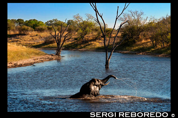 Un elefant es banya plàcidament en un dels rierols propers al campament Savute Elephant Camp d'Orient Express a Botswna, al Parc Nacional de Chobe. Els elefants africans competeixen amb la població de Botswana, i les zones protegides són inadequades per garantir la supervivència dels elefants, especialment en zones àrides i semiàrides, on els elefants depenen de recursos i espai utilitzats també per la població. A causa de les variables climàtiques i altres variables ambientals, els elefants han de seguir gaudint de mobilitat i oportunisme, pel que el confinament a determinades reserves no resulta pràctic i és perjudicial. A la Política de Conservació de la Fauna i Flora Silvestres de 1986 es reconeix clarament que si no es concedeix valor als recursos de les espècies silvestres, els imperatius d'altres usos de la terra seran distretament contraris a la contínua existència de recursos d'espècies silvestres en quantitats raonables. Els conflictes entre elefants i persones resultants d'una creixent població d'elefants a Botswana poden ser desfavorables a llarg termini per als primers si les comunitats que viuen al costat dels elefants estimen que la seva subsistència resulta adversament afectada per un "recurs" que no els beneficia ( comunitats) directament. En aquesta política, i en altres polítiques del Govern, com la Política de Turisme i l'Estratègia de Conservació Nacional, s'insisteix en la utilització dels recursos naturals del país, inclosos els elefants, sobre una base sostenible a bé a llarg termini de Botswana . Quan les comunitats estimen que la conservació representa només un cost net per a elles, i cada vegada expressen més aquests sentiments, potser no sigui possible obtenir la seva cooperació per aconseguir que es compleixin els objectius de la conservació. El comerç de productes d'elefant no només és essencial per a la conservació de l'elefant, el seu hàbitat i altres espècies, sinó també per atendre necessitats humanes fonamentals en l'àrea de distribució d'elefants. Els conflictes entre població i elefants, esmentats ja en aquest document, aconsegueixen majors proporcions, i les comunitats pensen que l'elefant és una plaga. Amb els productes d'elefant, com l'ivori obtingut en zones comunals, pot augmentar el valor dels elefants per aquestes comunitats, i la comunitat apreciarà més als elefants. Amb aquest benefici directe que reben, les comunitats s'estimaran cada vegada més que els interessa la contínua existència d'elefants en quantitats raonables. En l'última subhasta de 1999, de conformitat amb la Decisió 10.1, el 30% del producte obtingut s'ha destinat a les comunitats adjacents de l'àrea de distribució dels elefants, i la resta s'ha assignat a la conservació d'elefants. En el Programa 21 i en el Conveni sobre la Biodiversitat es va establir que cada país té dret a utilitzar els seus recursos naturals com millor li convingui. Botswana demana, doncs, que se li concedeixi aquest dret respecte a la seva població d'elefants. L'emmagatzematge i l'acumulació d'existències d'ivori comporta costos. Campbell (1990) informa que Botswana disposava de més aigua de superfície abans que ara. S'assenyala que com els elefants són una espècie que depèn de l'aigua la seva distribució llavors era més àmplia. Sobre la base d'informació d'exploradors anteriors, Campbell arriba a la conclusió que la distribució d'elefants aconseguir el seu màxim registrat a finals del Segle XVIII. Es creu que la sequera de les fonts d'aigua de Kgalagadi, l'extensió dels assentaments humans i, en particular, l'excessiva caça per a l'obtenció d'ivori en els anys 1800 han contribuït a la disminució de la població d'elefants, que va arribar al mínim al voltant de 1890. Durant aquest període, es comunica que només hi havia petites concentracions d'uns quants centenars d'animals en les proximitats del delta de l'Okavango, la part occidental de Chobe i als rius Linyanti i Kwando, al nord, i Tuli Block al sud-est. Child (1968) i Sommerlattee (1976) van descriure que van aparèixer concentracions d'elefants al llarg de la part oriental del riu Chobe i cap al sud, al districte de Chobe, a mitjans del decenni de 1960. Aquestes observacions indiquen una reocupació de parts de l'antiga àrea de distribució d'elefants al nord de Botswana, que s'havien abandonat al final del segle. Les normes de distribució i les estimacions de població actuals d'elefants es deriven de reconeixements aeris que formen part del programa del cens d'animals iniciat el 1996, i han continuat des de llavors. La distribució d'elefants en l'àrea de distribució septentrional més àmplia depèn de la disponibilitat d'aigua de superfície. Durant l'estació humida es disposa normalment d'aigua en tota l'àrea de distribució d'elefants, en què hi ha alguns dipòsits estacionals. Durant aquesta època de l'any hi ha una major distribució d'elefants La distribució en l'estació seca està concentrada sobretot al llarg de fonts d'aigua perennes dels sistemes fluvials dels rius Kwando-Linyanti-Chobe a la frontera entre Botswana i Namíbia. Tals concentracions es superposen a l'interior de Namíbia. Existeixen petites concentracions al llarg de la frontera Zimbabwe que probablement no tingui solució de continuïtat amb les poblacions de l'altre costat, ja que no hi ha veritables barreres al moviment. Les altres concentracions s'observen en les ribes occidentals del delta de l'Okavango. Hi ha elefants al nord de Tuli Block durant tot l'any, si bé alguns d'ells creuen regularment durant algun temps el Tuli Circle de Zimbabwe.