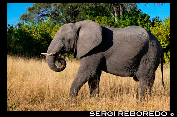 Un ejemplar de elefante adulto se pasea cerca del Savute Elephant Camp de Orient Express en Botswna, en el Parque Nacional de Chobe.  El Rey ya no podrá cazar elefantes en Botswana. Botswana, hasta ahora el paraíso para la caza mayor, prohibirá esta práctica a partir de enero del 2014 para frenar el declive de algunas especies, según ha anunciado el Gobierno del país africano. "Lo siento mucho, me he equivocado y no volverá a ocurrir". Por si acaso le da por arrepentirse, a partir de enero de 2014 ya no tendrá la oportunidad. A partir de esa fecha, el gobierno de Botswana suspende indefinidamente la caza de animales salvajes. Su presidente quiere frenar el declive de algunas especies, como el elefante, que ha disminuido en número en los últimos años, y considera que no proteger la fauna local pone seriamente en peligro a la industria turística del país, su segunda fuente de ingresos después de la venta de diamantes, con un 12% del PIB. La caza de elefantes es ilegal en muchos países de África, pero no en Botswana. La noticia ha cogido por sorpresa a operadores y a la industria de caza del país. Jeff Rann es el hombre que acompañó al Rey en su cacería. Cobra 20.000 euros sólo por acompañar a los millonarios que se van con él a cazar elefantes. Él es uno de esos defensores que consideran necesaria esta práctica para controlar la superpoblación: "No lo estamos haciendo en su detrimento, intentamos controlar su hábitat, sus condiciones y darles una vida mejor". Hasta enero de 2014, estas empresas tienen algo más de un año para reconvertir su negocio de caza en simples safaris fotográficos.