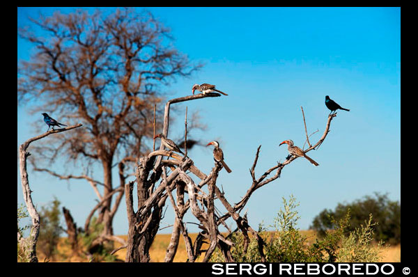Aus de tota ronden prop del Savute Elephant Camp d'Orient Express a Botswna, al Parc Nacional de Chobe. L'observació d'aus és un atractiu fascinant al país, Bostwana és una llar prominent per a més de 575 espècies de Cuevas birds.Gcwihaba és una visita obligada a Botswana.Nata Santuari de Aus és una reserva ben conservada, principalment per als diferents tipus de espècies d'aus i vida silvestre. Kubu illa és famosa pels seus arbres baobab que també formen part del gran atractiu turístic a Botswana. Cataractes Victòria són un atractiu turístic fascinant que cal visitar a Botswana. Té les millors activitats d'aventura esports que vostè pot gaudir de la participació en l'embarcament exemple, el cos, canoa, caiac, aposta rafting.Those passejades en bot, pesca, ràpel i l'aigua que no està realment interessat en aquestes activitats poden optar per passejos per la naturalesa en la seva visita a diferents parcs nacionals, així com les magnífiques cataractes. En aquest punt, vostè rebrà els millors records de tota una vida. Molta gent pot preguntar-se quin és el millor moment per visitar les Cascades Victòria, això sovint és depèn de l'aigua que brolla per les cataractes i les precipitacions rebudes al riu Zambezi. Altres cal veure són els safaris a cavall i l'elefant;. Que tindrà l'oportunitat de per veure una gran població d'elefants, mentre gaudeix del seu joc porta en la 4 rodes motrius. Veus altres diverses espècies de vida silvestre i les aus que faran de la seva safari memorable. Reprenent les unitats de la nit és una oportunitat, ja que fer una ullada a alguns dels animals rars que no es poden veure durant el dia. El desert de Kalahari. El desert de Kalahari s'estén a moltes parts de Botswana. És el registre que abasta un gran percentatge del país. Vostè pot trobar aquest divertit si et digués que vas a veure diferents tipus de vida silvestre en el desert. No obstant això, hi ha vedats de caça situats al desert, per exemple, el Joc de Khutse Reserva, el Parc Kgalagadi Transfortier, així com Central Kalahari Game Reserve. Activitats que es fan famosos a la reserva inclouen caminades guiades per la natura, prendre el sol, visites del poble, juntament amb les unitats de joc.