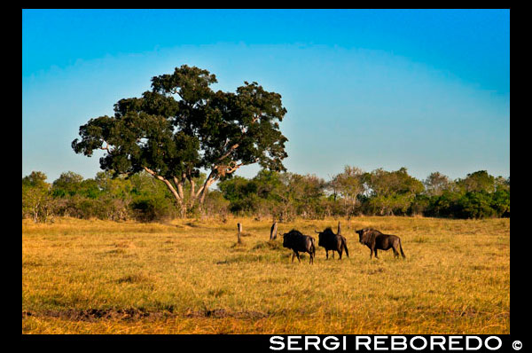 Algunos ñus corretean cerca del campamento Savute Elephant Camp de Orient Express en Botswna, en el Parque Nacional de Chobe.  En los primeros días de junio tiene lugar uno de los eventos más característicos de Africa, miles de ñus avanzan por la llanura en dirección a sus cuarteles de verano en busca de mejores pastos. Esta imparable marcha, mil veces filmada, fotografiada y comentada, es el aspecto más conocido de esta especie fundamental en la cadena trófica de la sabana. Antes de emprender su viaje anual, han tenido lugar las paradas nupciales en el seno de la manada, salpicadas de violentas disputas entre los machos por la conquista de un pequeño territorio donde se producirán las cópulas con las hembras que haya podido atraer. Con las hembras ya fecundadas, los diferentes grupos comienzan a unirse formando interminables riadas de individuos que no pararán hasta llegar a las zonas de pastos frescos del Lago Victoria o del cráter del Ngorongoro, donde pasarán cinco o seis meses antes de retornar a sus lugares de origen. Es ahora cuando se producen los nacimientos, escalonados durante un periodo de dos o tres meses, y cuando la importancia del ñu como un eslabón indispensable de la cadena alimenticia queda de manifiesto. Conocedores de esta explosión de vida, multitud de predadores se agolpan cerca de las manadas de ñus en busca de presas fáciles, lo que provoca una elevada mortandad entre las crías recién nacidas y entre los individuos viejos o enfermos para los que este año ha sido el de su última migración. Los ñus habitan las sabanas de Africa oriental y del sur. Pueden retrasar el parto a voluntad eligiendo el momento más adecuado para dar a luz a su cría. Hay otra especie, de cola blanca, que vive en zonas muy localizadas de SudAfrica y que está al borde de la extinción.