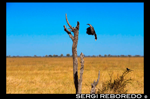 Una bella au Hornbill s'intenta posar prop del Savute Elephant Camp d'Orient Express a Botswna, al Parc Nacional de Chobe. Hornbills (Bucerotidae) són una família d'aus es troba a les zones tropicals i subtropicals d'Àfrica, Àsia i Melanèsia. Es caracteritzen per un llarg bec, baix-corbada que s'acoloreix amb freqüència brillantment i té de vegades un casc a la mandíbula superior. Tant l'anglès comú i el nom científic de la família es refereixen a la forma de la factura ", Buceros" ser "banya de vaca" en grec. A més, posseeixen un ronyó de dos lòbuls. Cálaos són les úniques aus en el qual les dues primeres vèrtebres del coll (l'eix i l'atles) es fusionen junts, el que probablement proporciona una plataforma més estable per portar a la factura [1] La família és omnívor, alimentant-se de fruites i animals petits .. Són criadors monògames que nien en cavitats naturals en els arbres i en ocasions penya-segats. Un nombre d'espècies de calau es troben amenaçades d'extinció, majoritàriament espècies insulars amb petits intervals. En Botswana s'han censat unes 600 espècies d'aus. Aquesta xifra comprèn també als ocells migradors que no estan sempre presents. Depèn de les precipitacions, del clima, de les temperatures i del menjar. Hi ha una gran varietat d'aquestes espècies en les reserves i en els parcs i també al nord ia l'est del país. Més de 400 espècies es desenvolupen a la regió de Gaborone. Nombroses aus aquàtiques: agrons, pelicans, flamencs rosa i cigonyes.