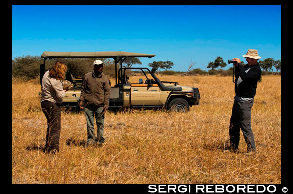 A couple of tourists photograph with a land turtle camp near Savute Elephant Camp by Orient Express in Botswna, in the Chobe National Park. The leopard tortoise (Geochelone pardalis) is a species of turtle and surrounded Testudinidae family who lives in the savannah of Africa, from Sudan to South Africa. This tortoise is a turtle grass living in semi-arid areas, in grassland, although some leopard tortoises have been found in wetter areas. This is the most widely distributed tortoise in South Africa. It has a wide distribution in sub-Saharan Africa, including recorded localities in southern Sudan, Ethiopia, East Africa (including Natal), Zambia, Botswana, Namibia, Angola and South Africa. The G. pardalis are the fourth largest species of tortoise after African spurs turtle (Geochelone sulcata) Tortoise Galapagos and Aldabra Giant Tortoise (Geochelone gigantea). The genus name is a combination of two words: Geo (γαια) meaning "land" or "land" in Greek, and Chelone (Χελωνη), which means "turtle". Its specific name pardalis is the word pardus, meaning "leopard" and refers to stains leopardas turtle shell. The leopard tortoise has two recognized subspecies: Geochelone pardalis pardalis The less common, both in captivity and in the wild, is located mainly in South Africa, in a small area comprising the western South Africa and southern Namibia. It is characterized by a darker (more black than the presence of yellow). Males of this subspecies are dimensionally larger than the females, and in general is the largest subspecies. Geochelone pardalis babcocki The most common, is distributed over a vast area that stretches from Ethiopia to South Africa. The main differences are the increased presence of yellow to black, generally smaller size (apart from the giants of Ethiopia and Somalia), and the size of the males smaller than females. Besides the adult backrest this subspecies have more convex. The offspring of both subspecies can be distinguished by the color of the areola, in G. p. babcocki black spots core plaques are along the midline while the G. p. pardalis are lateral. The leopard tortoise is the fourth largest species of tortoise in the world and the second largest in Africa after Geochelone sulcata, adults can reach 60 cm. The larger specimens can reach 70 cm in length, giant leopard tortoises in Ethiopia and Somalia can reach 100 cm in exceptional cases. The average adult size is 35-40 cm with an average weight of 13-18 kg, although some specimens can reach and measure 50-60 cm and reach a weight of 40 kg.1 is a big turtle very attractive. The shell is high and vaulted, and the pyramid-shaped shield s not uncommon. The skin color and the background color is cream to yellow, and the shell is marked with black spots, stains and even dashes or stripes. Each leopard tortoise is marked uniquely. It is characterized by a predominantly colored yellow with irregular black spots around the shell, but some specimens may show a greater lack of black that makes it even more special. The plastron is light, with darker features. The shell has a pyramidal shape. The skin of the legs and head and is clear. It is a very long-lived animal, the leopard tortoise does not reach sexual maturity until it is between the ages of 12 and 15 years. The leopard tortoises in captivity, however, grow faster and can mature with only six years of age. The leopard tortoise male chases the female and hits the shell for you to stay still. During mating, the male emits loud vocalizations. After mating, the female lays a setting composed of between five and 30 eggs, although the average is between eight and ten. The South African leopard tortoise (G. pardalis pardalis) is much more difficult to breed in captivity than the common leopard tortoise, g. p. babcocki. In the incubator the temperature should be maintained between 28 ° C and 30 ° C and a humidity of 80% and a substrate moist. Hatching time varies between 130 and 180 days. On the day of hatching, often hastened by a rainy day, turtle breeding egg breaks by a horny tubercle located between the external nares and upper jaw that disappears after a few days. Hatching is forty-eight hours a period during which the yolk sac is absorbed completely. The leopard tortoise is adapted exclusively herbivorous species in arid environments. Need a diet with a high fiber content and high levels of calcium, herbal field as dandelion, plantain, clover and alfalfa, but especially thorny plants also dry herbs. Their diet is mostly hay, a few vegetables, herbs, field mixed salad, chicory, endive, alfalfa, hibiscus flowers, clover, tomatoes, cabbage, broccoli, beets, lettuce, watercress, and tubers in general. Lack of fiber causes problems such as diarrhea and dehydration, weight loss, bowel collapse, increased susceptibility to intestinal worms and flagellates. It will also be recommended that they add calcium to your food, to strengthen your bones and shell. It should also be noted that they need to have on hand a bowl with fresh water. You should not have more than 5 or 10 cm deep, and the water will be renewed daily. High doses of protein or phosphorus together with calcium intake exigua cause permanent deformation of the backrest and organ damage. An obvious symptom of poor diet is a trellis with spiky and ridged scales at the sutures, a phenomenon known as pyramiding. Instead, a smooth carapace oval indicates proper nutrition. A captive leopard tortoises should be allowed to graze on grass or turf. Its diet consists mainly of grass, all kinds of herbs. Your diet should be full of fiber and should be given a calcium supplement. The diet can be supplemented with green leafy vegetables such as cabbage, kale, and turnip greens. Grape leaves, if any, are very nutritious and a good addition to the diet. They can also be fed fresh and dried alfalfa, but only in small quantities, as it is very high in protein. Animal protein is very harmful, and the fruit should not be taken since it contains too little sugar and calcium, and their causes diarrhea and inernos parasite multiplication. The blades of the prickly pear cactus and bring lots of fiber and calcium, making them ideal for leopard tortoise.