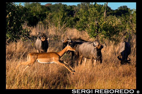 A Grant's gazelle jumping under the watchful eye of wildebeest near the camp several Savute Elephant Camp by Orient Express in Botswna, in the Chobe National Park. Thomson's gazelle (Eudorcas thomsonii) is a bovid mammal species belonging to the genus Eudorcas.2 is one of the most agile and elegant antelopes, forming large flocks that live near a water source grasslands of North Africa. Its name comes from the nineteenth century Scottish explorer named Joseph Thomson gazelle is the most common type and one of the main pillars of support from predators such as the crocodile, lion, leopard and cheetah. Their number is about 500,000 copies. It has the golden brown back and white underparts with a very distinctive black stripe that runs along its side, its main difference with Grant's Gazelle looks very similar, and these dark bands serve to blur its outline. In this way it makes it more difficult to discover predator away. Both males and females have horns slightly curved backwards, with ring-like protrusions. It weighs about 20 kg or 30 kg and measures 60 to 65 cm at the height of the cross. They are in Africa 2nd fastest animal after the cheetah as it reaches 80 km / h. Their longevity is 10-15 years. Thomson's gazelle lives in the grasslands of the sheets in Tanzania and Kenya, and in areas of scrub is drier Sudan. That gregarious and wandering in herds of up to 200 animals. In each herd is a defined social hierarchy adult males tend to remain apart from immature males, while females are bonded groups. This inhabitant of the open field should be alert to any sign or smell of their numerous enemies, the scariest is the cheetah. Although easily scared, these gazelles can be seen grazing peacefully in the sight of a pride of lions snoozing.