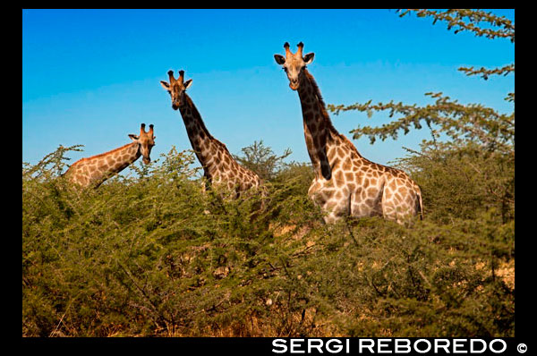 Durant el game safari ens trobem força grups de girafes prop del campament Savute Elephant Camp d'Orient Express a Botswna, al Parc Nacional de Chobe. La girafa és un animal inconfusible, el seu cos alt i prim cobert de taques és inusual, i la majoria de la gent gaudeix veient-lo. De fet, són un dels animals més visitats en els zoològics de tot el món. També és el més alt, encara que això no impedeix que es converteixi en presa d'una gran varietat de consumidors de carn. Són animals molt tranquils i s'alimenten de les plantes del seu hàbitat natural. A la part alta dels arbres troben la majoria del menjar que consumeixen. Això vol dir que tenen més disponibilitat d'aliments que la resta dels animals. Són sociables. Les femelles tendeixen a portar-se molt bé en els seus ramats. Els mascles joves són molt competitius, ja que del poder depèn el dret a aparellar-se amb les femelles. Pot passar un temps molt llarg abans que siguin prou forts per ser capaços d'aparellar, raó per la qual se'ls ha vist involucrar-se en conductes sexuals amb altres mascles. Cada girafa és única al món, tenen el seu propi patró de taques, el que li serveix als investigadors per identificar tant en el medi silvestre com en captivitat. Aquestes taques varien en grandària, forma i fins i tot color. Els mascles les tenen més fosques i no té pèl a la part superior de les seves banyes. Sovint es creu que les girafes es troben entre els animals més tranquils al món. Fan alguns sons bàsics, però no molt sovint. Es creu que la major part de la seva comunicació es porta a terme en tons tan baixos que els humans no poden escoltar. Aquest és un fet fascinant al que molts investigadors els agradaria dedicar més temps per comprendre millor aquests animals. La girafa nigeriana és l'espècie que es considera en perill d'extinció en aquests moments. Es coneix comunament com Girafa d'Àfrica Occidental i no els han dedicat esforços seriosos per protegir-la. Quan es té en compte la llarga llista d'animals que tenen números desesperadament baixos, les necessitats d'aquest tendeix a deixar de banda. Si bé no han de preocupar molt dels depredadors naturals, només al voltant d'una quarta part de la descendència arriba a la maduresa. Això es deu al fet que els lleons i altres animals els veuen com un blanc fàcil. Això, combinat amb el fet que tenen un període de gestació de més d'un any, provoca que els seus números siguin molt difícils d'augmentar. Les girafes poden viure en el seu medi natural d'uns 20 a 25 anys amb les condicions adequades. Dormen poc temps, al voltant de 2 hores diàries en períodes d'uns 10 minuts. Gairebé sempre ho fan en posició vertical, amb l'excepció dels febles i els més joves. 