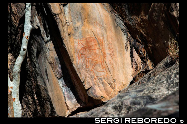 Pinturas rupestres cerca del campamento Savute Elephant Camp de Orient Express en Botswna, en el Parque Nacional de Chobe. Parque Nacional Chobe Los ciclos húmedos y secos moldean el paisaje y dictan la naturaleza de los habitantes salvajes de la llanura. Aclamado en el mundo por su abundancia de animales, Savute promete una experiencia inolvidable. Aquí los cocodrilos nadan en el mismo canal donde los perros salvajes cazaban hace sólo unos años atrás. Más allá, las colinas de Gubatsa albergan leopardos y pinturas rupestres de la vida de los hombres primitivos que alguna vez habitaron la localidad. Animales. El Parque Nacional de Chobe es conocido por la alta concentración de elefantes, con más de 50.000 es la agrupación más grande de estos adorables paquidermos en África. El árbol de baobab. El Parque Nacional de Chobe es hogar del árbol de baobab. Estos maravillosos árboles tienen miles de años y puede alcanzar alturas de hasta treinta metros (98 pies). El baobab es una parte integral del sistema ecológico y con frecuencia es el hogar de una amplia gama de animales, desde pequeñas criaturas hasta mamíferos más grandes. De hecho, los baobabs huecos han sido utilizados como tiendas, casas e incluso una prisión. 