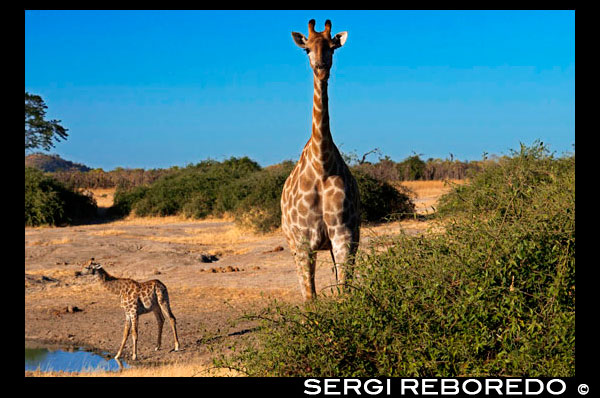 Diverses girafes bevent aigua en un abeurador prop del campament Savute Elephant Camp d'Orient Express a Botswna, al Parc Nacional de Chobe. La girafa és una de les dues espècies vives de la família Giraffidae, juntament amb el okapi. La família va ser molt àmplia, amb nombroses espècies. Les girafes evolucionen d'un gran mamífer ramoneador, d'uns 3 metres i amb aspecte d'antílop que va viure a Europa i Àsia fa entre 30 i 50 milions d'anys. El jiráfido conegut més antic és el Climacoceras, semblant al cérvol, amb unes banyes com els de la girafa. Aparició a principis del Miocè. Exemples tardans inclouen els gèneres Palaeotragus i Samotherium, del Miocè inferior al mitjà. Tots dos eren de considerable alçada a la creu, havien desenvolupat una cornamenta simple i no ramificada com les girafes modernes, però encara tenien el coll relativament curt. Comparació entre els jiráfidos miocènics d'Àfrica: Palaeotragus (els més alts) i Climacoceras (els més baixos). A partir del Pliocè Superior, la varietat de jiráfidos es va reduir dràsticament, fins a quedar només les dues espècies referides anteriorment. El gènere al qual pertany la girafa moderna va evolucionar durant el Pliocè, i inclou altres espècies de coll llarg, com Giraffa jumae que no sobreviu avui. Alan Turner proposa, en el seu llibre Evolving Eden (2004), que els ancestres de la girafa serien de color fosc amb taques pàl · lides, i que aquestes taques van passar a tenir una forma estellada abans de formar el model reticulat que avui trobem. L'espècie moderna Giraffa camelopardalis va aparèixer durant el Plistocè fa un milió d'anys. L'evolució de la longitud del coll de les girafes ha estat objecte de molt debat. L'explicació clàssica és que el coll es va allargar per assolir la vegetació més alta que no era accessible per a altres herbívors, donant a les girafes un avantatge competitiu. No obstant això, una teoria alternativa proposa que evolucionen com a caràcter sexual secundari, donant als mascles un avantatge davant el "necking" per establir el domini i l'accés a les femelles receptives. Aquesta teoria es basa que les girafes mengen freqüentment d'arbustos baixos, i que el coll dels mascles és significativament més llarg que el de les femelles. No obstant això, aquesta teoria no està acceptada universalment i estudis recents l'han posat en dubte, recolzant l'explicació clàssica.