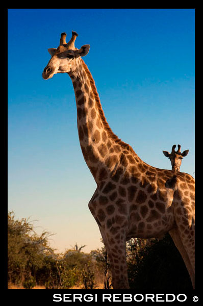 It is easy to find near the camp giraffes Savute Elephant Camp Botswna Orient Express in Chobe National Park. The giraffe (Giraffa camelopardalis) is a species of artiodactyl mammal Giraffe family in Africa itself. It is the highest of all living species of land animals. The top of the head may eventually be found to 5.8 m high and can weigh from 750 kg to 1.6 toneladas.2 The common name 'giraffe' and first binomial name comes from the Arabic Giraffa????? ? (Ziraafa or zurapha), which means "high". The second term gives the species name comes from the Greek camelopardalis καμηλοπ? Ρδαλη camelopardale and Latin camelopardalis, which means "camel leopard". The giraffe is related to deer and cattle, but belongs to another family, the jiráfidos (Giraffe), comprising only the giraffe and its closest relative, the okapi. Julius Caesar introduced the first giraffe in Europe brought their campaigns in Asia Minor and Egypt where he met Cleopatra. Without knowing clearly what animal was christened cameleopard Romans, a cross between a camel and leopard, becoming the scientific name used today. The giraffe normally inhabits savannas or open space. However, when food is scarce, it is able to venture into areas with denser vegetation. Giraffes prefer acacias growing areas. Can drinking large quantities of water when available, which enables them to survive long periods in dry dry.