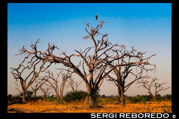 Autèntic paisatge de sabana prop del campament Savute Elephant Camp d'Orient Express a Botswna, al Parc Nacional de Chobe. A Botswana el clima varia depenent de la zona. El país té relativament poca elevació respecte al nivell del mar, gairebé sense accidents geogràfics importants i envoltat per zones molt més altes que afavoreixen l'estancament de les altes pressions, que al seu torn impedeixen l'entrada de vents humits. Encara que es troba sobre el tròpic de Capricorn, Botswana presenta grans variacions tèrmiques Les temperatures són altes a l'estiu tant pel dia com a la nit amb màximes de 40 º C i mínimes de fins a 28 º C. Al Kalahari, el termòmetre pot baixar al vespre més enllà dels 0 º C al juny i juliol, en els enclavaments més humits, acostuma a gebrar. Mentre que en els veïns Zimbabwe i Sud-àfrica l'estació de pluges es desenvolupa entre octubre i abril, a Botswana és molt estrany que comenci abans de finals de novembre, acabant al febrer. Quan anar. L'hivern austral (de maig a agost) és una bona època per visitar Botswana, ja que els dies solen ser afables i els animals salvatges mai s'allunyen de les fonts d'aigua. En qualsevol cas, s'ha de considerar que també coincideix amb les vacances escolars a Europa, Amèrica del Nord i Sud-àfrica, pel que pot haver molts visitants. En general, juny, principis de juliol i setembre són els mesos menys concorreguts. Aquesta temporada resulta poc propícia per recórrer les vies secundàries, gaudir de la contemplació de la vida salvatge o explorar el Okavango, ja que les pluges persistents poden inutilitzar les carreteres sorrenques i els animals es dispersen quan es troben amb aigua abundant. POBLACIÓ 1.780.000 habitants (2006) L'esperança de vida és de tan sols 33 anys. La mitjana de fills per dona és de 2.79 (una de les taxes més baixes d'Àfrica). Gairebé el 80% de la població aquesta alfabetitzada. Es calcula que el 37.3% de la població està infectada amb el virus de HIV (SIDA). ÈTNIES: batswana 95%, Kalanga, Basarawa i Kgalagadi 4%, blancs 1% A Botswana viuen més de 45 mil nadius Basarawa o boiximans (de l'afrikaans, boschjesman, "home del bosc"), poble de petita alçada i pell color castany fosc , especialment al Kalahari, on habiten fa almenys 20 mil anys. Coneguts també amb els noms de Sant o khoisan, és una de les ètnies més riques i juntament amb els pigmeus les dues úniques races prenegríticas i més antigues d'Àfrica. Són tradicionalment caçadors-recol · lectors, que parlen alguna de les llengües khoisan, caracteritzades per incorporar sons d'espetec o cliqueos. La resta de la població pertany als bantús i estan concentrats en els altiplans orientals. Idioma. L'idioma oficial és l'anglès i el nacional el setswana bantú (tots dos poden considerar oficials). Hi ha diversos idiomes locals com: kalanga, mbukushu, herero i cungo. El cungo, és una llengua khoisan (o khoisan) del nord parlada en també a Namíbia i Angola. En total, té uns 5.000 parlants de l'ètnia bosquimana. Possiblement és la mateixa llengua que el akhoe i el vasekela. No té el clic consonàntic labial, típic de les llengües khoisan del sud. NOTA: En aquesta informació es fa constar sempre com a nom del país el de Botswana en la seva accepció anglesa i coneguda internacionalment. En català se li pot aplicar també el nom castellanitzat de Botswana. RELIGIÓ 50% creences animistes indígenes, 50% cristianisme (la frontera entre la pràctica de religions locals i el cristianisme és en molts casos difícil de precisar). Hi ha minories hindús i musulmanes. A les primitives religions tribals de Botswana els caps dels clans dirigien les qüestions familiars des de l'inframón. Entre els ritus destacaven les cerimònies d'iniciació masculina i femenina i els rituals per propiciar la pluja. Es practicava la poligàmia i els béns d'un home els heretaven els fills de la seva primera dona. El folklore sant (boiximà) és molt ric, i presenta explicacions sobrenaturals dels successos terrenals, orquestrats per N'odima, el bo i Gcawama, el entabanador maliciós. Els missioners van desplaçar la pràctica totalitat dels costums tradicionals. DIES FESTIUS 1 i 2 de gener, Any Nou Divendres i dissabte Santos i Dilluns de Pasqua 1 de Maig, dia del Treball 1 de juliol, dia de Sir Seretse Khama. Tercer dilluns i dimarts de juliol, dia del President. 30 de setembre, dia de Botswana. 1 octubre 25 de desembre, Nadal 26 desembre, Boxing Day Els dies festius estan tancats els bancs, ministeris i centres oficials.