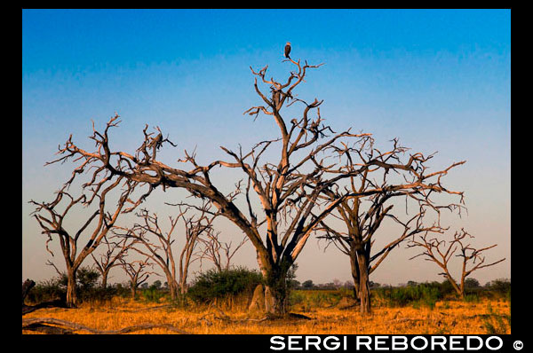 Auténtico paisaje de sabana cerca del campamento Savute Elephant Camp de Orient Express en Botswna, en el Parque Nacional de Chobe. En Botswana el clima varía dependiendo de la zona. El país tiene relativamente poca elevación respecto al nivel del mar, sin apenas accidentes geográficos importantes y rodeado por zonas mucho más altas lo que favorecen el estancamiento de las altas presiones, que a su vez impiden la entrada de vientos húmedos. Aunque se encuentra sobre el trópico de Capricornio, Botsuana presenta grandes variaciones térmicas Las temperaturas son altas en verano tanto por el día como por la noche con máximas de 40 ºC y mínimas de hasta 28 ºC. En el Kalahari, el termómetro puede descender al anochecer más allá de los 0ºC en junio y julio; en los enclaves más húmedos, acostumbra a escarchar. Mientras que en los vecinos Zimbabue y Suráfrica la estación de lluvias se desarrolla entre octubre y abril, en Botsuana es muy raro que comience antes de finales de noviembre, acabando en febrero.   Cuándo ir. El invierno austral (de mayo a agosto) es una buena época para visitar Botsuana, pues los días suelen ser apacibles y los animales salvajes nunca se alejan de las fuentes de agua. En cualquier caso, debe considerarse que también coincide con las vacaciones escolares en Europa, Norteamérica y Suráfrica, por lo que puede haber muchos visitantes. En general, junio, principios de julio y septiembre son los meses menos concurridos. Esta temporada resulta poco propicia para recorrer las vías secundarias, disfrutar de la contemplación de la vida salvaje o explorar el Okavango, ya que las lluvias persistentes pueden inutilizar las carreteras arenosas y los animales se dispersan cuando se encuentran con agua abundante.   POBLACIÓN 1.780.000 habitantes (2006) La esperanza de vida es de tan solo 33 años. El promedio de hijos por mujer es de 2.79 (una de las tasas más bajas de Africa). Casi el 80% de la población esta alfabetizada. Se calcula que el 37.3% de la población está infectada con el virus de HIV (SIDA).  ETNIAS : Batswana 95%, Kalanga, Basarawa y Kgalagadi 4%, blancos 1% En Botsuana viven más de 45 mil nativos Basarawa o bosquimanos (del afrikaans, boschjesman, "hombre del bosque"), pueblo de pequeña estatura y tez color castaño oscuro, especialmente en el Kalahari, donde habitan hace por lo menos 20 mil años. Conocidos también con los nombres de San o khoisan, es una de las etnias más ricas y junto con los pigmeos las dos únicas razas prenegríticas y más antiguas de Africa. Son tradicionalmente cazadores-recolectores, que hablan alguna de las lenguas joisanas, caracterizadas por incorporar sonidos de chasquido o cliqueos. El resto de la población pertenece a los bantús y están concentrados en las mesetas orientales.  Idioma. El idioma oficial es el inglés y el nacional el setswana bantú (ambos pueden considerarse oficiales). Hay varios idiomas locales como: kalanga, mbukushu, herero y cungo. El cungo, es una lengua joisana (o khoisan) del norte hablada en también en Namibia y Angola. En total, tiene unos 5.000 parlantes de la etnia bosquimana. Posiblemente es la misma lengua que el akhoe y el vasekela. No tiene el clic consonántico labial, típico de las lenguas joisanas del sur. NOTA: En esta información se hace constar siempre como nombre del país el de Botswana en su acepción inglesa y conocida internacionalmente. En castellano se le puede aplicar también el nombre castellanizado de Botsuana.  RELIGIÓN 50% creencias animistas indígenas, 50% cristianismo (la frontera entre la práctica de religiones locales y el cristianismo es en muchos casos difícil de precisar). Hay minorías hindúes y musulmánas. En las primitivas religiones tribales de Botswana los jefes de los clanes dirigían las cuestiones familiares desde el inframundo. Entre los ritos destacaban las ceremonias de iniciación masculina y femenina y los rituales para propiciar la lluvia. Se practicaba la poligamia y los bienes de un hombre los heredaban los hijos de su primera mujer. El folclore san (bosquimano) es muy rico, y presenta explicaciones sobrenaturales de los sucesos terrenales, orquestados por N’odima, el bueno y Gcawama, el embaucador malicioso. Los misioneros desplazaron la práctica totalidad de las costumbres tradicionales.  DÍAS FESTIVOS 1 y 2 de enero, Año Nuevo Viernes y sábado Santos y Lunes de Pascua 1 de Mayo, día del Trabajo 1 de julio, día de Sir Seretse Khama. Tercer lunes y martes de julio, día del Presidente. 30 de septiembre, día de Botswana. 1 de octubre 25 de Diciembre, Navidad 26 diciembre, Boxing Day Los días festivos están cerrados los bancos, Ministerios y Centros Oficiales 