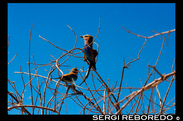 Un parell de carraques de pit blau (Lilac-Breasted Rolle) de bonítol plomatge es posen en un arbre prop propera al campament Savute Elephant Camp d'Orient Express a Botswna, al Parc Nacional de Chobe. "Lilac Breasted Roller" ia Espanya se'l coneix per "Carraca Lila", espero que us agradi el mateix que a mi quan el vaig veure, us explico una miqueta de l'. Nom: Lilac Breasted Roller. Espanya: Carraca Lila Llatí: Coracias caudata. Biometria: Llarg: 36 cm Pes: 104 g Aparença: El nombre mitjà de la Roller Lilac Breasted és de 14,5 polzades. El cap verd rentat és gran, el coll és curt, les potes grogues verdoses són més aviat curtes i els peus són petits. El bec és fort, arquejats i amb punta de ganxo. La cua és estreta i de longitud mitjana. L'esquena i els escapularis són marrons. L'espatlla de les bandes exteriors de les ales, les plomes de vol i els malucs són violeta. Les bases de les primàries i les seves cobertores són de color blau verdós pàl · lid i les plomes exteriors de la cua són allargades i negrós. El mentó és ombra blanquinosa, als rics lila de la mama. Les parts inferiors són de color blau verdós. El bec és negre i els ulls són marrons. Té grans ales i el vol fort. Dieta: El corró de Breasted de la lila s'alimenta de llagostes, escarabats, llangardaixos, ocasionalment, crancs i petits amfibis. Ells capturen les seves preses des de terra. Cria: Fan nius en forats d'arbres sense folre naturals o en termiters. A vegades s'apoderen de picot o el blauet forats dels nius. Posen 2-4 ous blancs, que són incubats per ambdós sexes per 22-24 dies. Als 19 dies els pollets estan completament emplomallats i marró grisenc. Comportament: Roller deuen el seu nom al seu vol de festeig impressionant, una immersió ràpida i superficial de l'elevació considerable amb un moviment de balanceig ràpid, acompanyades per forts trucades estridents. Tots els Roller semblen ser monògams i molt territorial. El corró de Breasted lila es posen en un arbre mort, la topografia de la zona de la presa. Un aspecte típic del seu comportament és que també s'alimenta d'animals que fugen d'incendis forestals. És un volant ràpid, gaudeix d'acrobàcies durant la temporada de cria. En realitat raça "en l'ala". Viuen en parelles o petits grups, però es veuen sovint sols. La seva crida és un fort grall aspre, 'zaaak'. Ells són en part migratòria, però en algunes zones són sedentaris. Per alimentar precipiten des d'una perxa elevada al costat de la seva presa i se'l mengen a terra o tornar a un penjador on li peguen abans d'empassar-se'l sencer. Ells són territorials, defensant també els territoris d'alimentació temporalment petites, de manera que els individus estan regularment espaiats al llarg de les carreteres. Ells espanten moltes espècies a partir de prop del seu niu, fins i tot després de la cria. Habitat: Els pastures, boscos oberts i les regions on les palmeres creixen soles. On es troben: L'espècie s'estén més o menys contínuament en tot l'est i sud d'Àfrica des de les costes del Mar Roig d'Etiòpia i Somàlia, al nord-oest de la costa nord d'Angola i Sud-àfrica. Roller Lilac Breasted habiten països amb arbres d'acàcia ben espaiats, zones riberenques i les terres de cultiu, però no s'associen amb l'entorn humà.