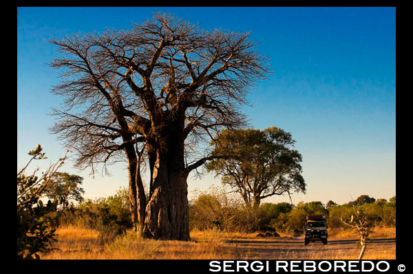 Un 4x4 pasa junto a varios baobabs apostados junto a la carretera cercana al campamento Savute Elephant Camp de Orient Express en Botswna, en el Parque Nacional de Chobe.  Si queremos descubrir uno de los árboles más curiosos del planeta, no podemos dejar de echar un vistazo al baobab o adansonia. Procedente de África, no destaca por la belleza de su follaje ni por la vistosidad y aroma de sus flores y frutos; más bien, carece de todo esto, y ahí radica su encanto. Con un aspecto casi prehistórico, aunque no alcanza las dimensiones de una secuoya gigante, lo cierto es que a su lado, cualquiera se siente pequeño. Existen ocho especies de baobab, siete de ellas las encontramos en África -seis son endémicas de Madagascar- y una en Australia. Es uno de los árboles emblemáticos de la isla africana, y como muchas especies vegetales, su origen encierra una leyenda. Cuentan en África que el baobab era uno de los árboles más bellos del continente, admirado por todos por su follaje y flores. Su vanidad creció tanto que los dioses lo castigaron, enterrando sus ramas y dejando a la vista sus raíces. En efecto, parece un árbol invertido que, con sus ramas extendidas en orden anárquico, pretende implorar el perdón de los dioses. Un árbol muy peculiar Puede alcanzar una altura de algo más de treinta metros y una anchura que llega a los doce metros de diámetro. Estas dimensiones varían en función de la especie: el adansonia digitata, originario de África continental, o el adansonia randidieri, de Madagascar, pueden medir más de 25 metros, mientras que la variante de Australia, adansonia gibbosa, rara vez llega a los diez metros y el adansonia rubrostipa suele medir la mitad. Su aspecto impresionó a Antoine de Saint-Exupéry de tal forma que los convirtió en los protagonistas de uno de los capítulos de su obra maestra, "El Principito". Además, la extraordinaria longevidad de estos árboles es una de sus notas características: pueden alcanzar hasta los 3.000 años de vida. El baobab es un árbol de hoja caduca, que sólo tiene follaje en los meses de verano; el resto del año, sus ramas permanecen desnudas, un duro golpe para el porte que, según cuenta la tradición, tuvo en su día. Posee un tronco liso, con una madera compuesta por múltiples fibras, por lo que se utiliza de forma habitual para hacer cestos o papel. Esta madera es la que posibilita que dentro del árbol se puedan almacenar miles de litros de agua, que el vegetal consumirá durante las épocas de dura sequía, bastante habitual en el continente africano. Sus flores, que son de color amarillo o blanco, se abren durante la noche, y son polinizadas por los murciélagos. Tienen, al igual que el tronco, una utilidad práctica, ya que con el polen se elaboran pegamentos. El fruto, que es comestible, aporta vitamina C; además, puede molerse o asarse, para elaborar una bebida semejante al café. 