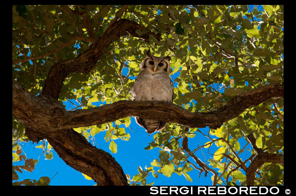 Durante el safari game no es raro ver a las aves rapaces como los búhos encima de las ramas de los baobabs cerca del campamento Savute Elephant Camp de Orient Express en Botswna, en el Parque Nacional de Chobe.  Los búhos son bien conocidos por ser aves muy versátiles en cuanto a su hábitat. Son capaces de vivir en una variedad de lugares, y algunos de ellos pueden llegar a sorprenderle. El lugar más común para encontrar búhos son las zonas boscosas. Poseen un lugar que marcan como su propio territorio, y donde pueden esconderse durante el día de los depredadores y tener acceso a un montón de diferentes fuentes de alimento debido a las otras criaturas que viven en el bosque. Algunas especies de búhos son capaces de vivir en las selvas tropicales, lo hacen muy bien con la humedad y la lluvia. Son capaces de encontrar buenos lugares para vivir y que los proteja de su entorno, sin embargo, en estos lugares se encuentran más depredadores de los que se tienen que esconder. Algunas personas asumen que los búhos sólo viven en los árboles, sin embargo, toman cualquier oportunidad que puedan de encontrar refugio o reclamar cualquier ambiente. Por ejemplo, pueden vivir en los troncos de los árboles y en las copas de los establos, otros viven en arbustos y matorrales, en los que quizá nunca se te ocurriría buscarlos. El búho es un animal muy veloz, su visión es excepcional y cuenta con unas garras muy afiladas, por lo cual la caza de alimento no resulta difícil. Para el búho es muy importante cazar su propia comida, la rapiña es algo que muy difícilmente usted verá en un búho. La alimentación es algo que varía dependiendo de factores como la estación del año o el lugar donde viven, sin embargo es común verles cazando ratones, conejos, arañas, insectos, caracoles, gusanos, cangrejos y en algunas ocasiones peces y reptiles. El búho tiene un excelente sentido auditivo, el cual le permite cazar incluso estando completamente a oscuras. Es capaz de inmovilizar con sus garras en fracción de segundos a su presa, la cual puede llevar volando a algún lugar próximo o con ayuda de su pico & devorarla en el aire, esto dependiendo del tipo de presa que se trate. La cantidad de alimento que el búho necesita dependen de cuestiones como su especie y su tamaño, una característica remarcable, es el hecho de que el búho traga su comida, no la mastica. Emplea su pico para desgarrar pedazos fácilmente tragables & todo va directamente a ser digerido, por esa razón después de aproximadamente diez horas forma gránulos, los cuales regurgita. Estos gránulos están formados por cosas como huesos triturados, piel & plumas, las cuales les es imposible digerir. 