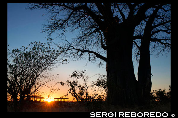 Varios baobabs apostados junto a la carretera cercana al campamento Savute Elephant Camp de Orient Express en Botswna, en el Parque Nacional de Chobe.  El baobab africano es un árbol de tronco masivo, con forma de botella o irregular y lleno de nudos. Su altura puede oscilar entre los 5 y 30 m, y el diámetro del tronco supera los 11 m. La corteza es lisa y la madera fibrosa con poco contenido en agua. Las hojas sólo brotan en la época de las lluvias, en verano en el hemisferio norte y en invierno en el hemisferio sur. Las hojas del árbol adulto son compuestas, tienen de 5 a 11 foliolos que surgen del mismo peciolo en círculo y cuyos bordes son enteros en todas las especies salvo en la especie rubrostipa, que los tiene dentados. Los árboles jóvenes tienen las hojas simples y se van lobulando poco a poco. Las flores son hermafroditas, actinomorfas, de unos 10 cm, con pétalos blancos. Todas las especies dan frutos al final de la estación seca o principios de la húmeda. El fruto es una baya seca o una gruesa cápsula con forma de melón alargado. Las semillas son numerosas, grandes, con forma de riñón. Envolviendo las semillas hay una pulpa de color crema, cuya textura varía de terrosa a esponjosa según la especie y la edad del fruto. Las semillas viven más de cinco años. Los baobabs adoptan la forma de botella durante la etapa de madurez, a partir de los doscientos años. En buenas condiciones, sobre suelo arenoso, con un clima templado y lluvias entre 300 y 500 mm pueden vivir hasta 800 o 1000 años, aunque se habla de ejemplares que han alcanzado los 4000 años. 