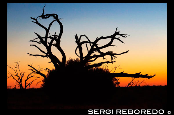 Los últimos rayos de sol nos dejan auténticas postales en las puestas de sol cerca del campamento Savute Elephant Camp de Orient Express en Botswna, en el Parque Nacional de Chobe. TRANSPORTE AÉREO: No existen vuelos directos desde España a Botswana siendo la mejores combinación la que se realiza a través de Johanesburgo. La aerolínea nacional es Botswana Aérea (BP) qué sólo opera dentro de Africa. Si bien algunas líneas aéreas africanas y británicas ofrecen vuelos internacionales con destino a Gaborone, suele ser más económico acercarse a la región volando hasta Harare (Zimbabue), Windhoek (Namibia) o Johanesburgo (África del Sur) y desplazarse por tierra hasta Botsuana. Seretse Khama International es el aeropuerto situado a 15 km al noroeste de Gaborone. No hay autobús regular desde el aeropuerto pero el President Hotel, Motel del Oasis, el Gaborone Sol Hotel y el Granes Palma Hotel disponen de microbúses (combis). También hay taxis. En Kasane empezó a operar en 1992 un aeropuerto mayor que el de Gaborone. En 1996 se abrió en Maun otro Aeropuerto Internacional que recibe vuelos directos de Johannesburg, Windhoek y Gaborone. Vuelos interiores. Las áreas mayores del país están unidas a través del aire. Hay aeropuertos en Francistown, Maun, Selebi-Phikwe, Ghanzi, Pont Drift, Kasane, Jwaneny y Maun. Hay dos compañías en Gaborone: Kalahari Air (PO Box 10102, Gaborone. Tel: 351 804), que ofrece viajes a Namibia, Africa del Sur, Lesotho, Swazilandia, Zimbabwe y Zambia; y Okavango Aire Servicios (PO Box 1966, Gaborone. Tel: 313 308). Las tarifas aéreas son caras.  TRANSPORTE MARÍTIMO: Botswana no tiene costas y por tanto carece de puertos marítimos. Ello no obstante, una forma de desplazarse al país desde Zambia es utilizando el ferry de Kazungula a través del río Zambeze.  TRANSPORTE FERROVIARIO: Hay buenas conexiones entre Sudafrica y Botswana (desde Johannesburg, Mafikeng y Ramatlhabama a Gabarone) y entre Botswana y Zimbabwe (de Gaborone a Plumtree, Bulawayo y Harare). De Gaborone a Bulawayo el viaje dura 20 horas; se aconseja llevar comida y bebida para el viaje. Botswana ha colaborado en la construcción de la línea de Limpopo (Zimbabwe) a Mozambique, que acelerará la disponibilidad de rutas alternativas hacia Botswana. Otros planes incluyen la extension de la red hacia Namibia. En el interior del país, hay enlaces ferroviarios entre Ramatlhabama, Lobatse, Gaborone, Palapye y Francistown y continua extendiendose la red ferroviaria. TRANSPORTE EN AUTOCAR: El autobús Trans-Namib realiza el trayecto entre Ghanzi y Gobabis (Namibia). Existen minibuses entre Gaborone y Johanesburgo. Los que se dirigen a Zimbabue incluyen el servicio de Gaborone a Francistown, Bulawayo y Harare, y el de Kasane a las cataratas Victoria. La línea entre Livingstone (Zambia), las cataratas Victoria (Zimbabue) y Windhoek (Namibia) cuenta con parada en Kasane.  RED VIARIA: Botswana tiene más de 2.500 km de carreteras asfaltadas. Otras son de arena. Hay carreteras que coinciden en muchos casos con el recorrido de la red ferroviaria uniendo Botswana con Sudafrica y Zimbabwe Existen numerosos puestos fronterizos con los países vecinos, siendo los más comunes los de Plumtree y Kazungula desde Zimbabue, los de Ngoma Bridge, Mohembo -en ambos extremos del Caprivi Strip- y Buitepos desde Namibia y el de Pioeneer Gate desde Suráfrica. Se puede acceder por carretera por cualquiera de estos pasos fronterizos, aunque en la frontera es preciso esterilizar los neumáticos y los zapatos con un tratamiento adecuado a fin de prevenir la difusión de la fiebre aftosa. Pese a los medios de desplazamiento reseñados, el transporte público es prácticamente inexistente y aunque no resultre muy seguro, Botswana es uno de los países en los que es preferible realizar autostop. Esta práctica está tan institucionalizada que implica una tarifa de aproximadamente 0,5 dólares por cada 100 km. En caso de recorrer las carreteras secundarias, es mejor proveerse de equipamiento, comida y agua suficientes para poder sobrevivir varios días de espera.   CONDUCCIÓN: Cada año aumenta el número de turistas que viajan en coches alquilados por el país, por lo que es necesario recomendar prudencia en la conducción por las zonas más visitadas. En primer lugar, se conduce por la izquierda. La forma de conducir de los locales es, en ocasiones, alocada por lo que se aconseja extremar las precauciones, dada la frecuencia con que se producen graves accidentes. En segundo lugar, la conducción en el Delta del Okavango y el Kalahari se desarrolla en circunstancias de gran dificultad, siendo imprescindible el uso de vehículos todo terreno. Las pistas son muy arenosas, por lo que es frecuente quedarse atascado. Además en época de lluvias gran parte de las pistas quedan cubiertas de agua y barro, lo que dificulta la conducción. No hay ninguna gasolinera entre Maun y Kasane (los dos únicos núcleos urbanos en la zona de los parques de Moremi y Chobe). Por todo ello es necesario que los conductores que se adentren en dichas zonas tengan amplia experiencia en la conducción todo terreno. Es recomendable viajar en más de un coche y hacerlo siempre con suficiente gasolina, recambios, agua y comida, calculando siempre en exceso, pues los imprevistos pueden alargar el viaje. En los lagos secos del Kalahari es además necesario viajar con GPS. En las visitas a los Parques Nacionales es preciso extremar la prudencia por la abundancia de vida salvaje. En recorridos con guía, se deben respetar escrupulosamente las indicaciones de la persona responsable. Los viajeros independientes deben seguir las instrucciones que se encuentran en las entradas de los Parques, respetando normas básicas como no dormir al raso, no bajarse de los vehículos salvo en las zonas donde esté expresamente permitido y no alejarse de la zona de acampada por la noche, cuando aumenta la actividad de los animales salvajes (en especial leones o hienas) en torno a los camping. 