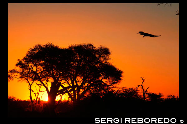 Posta de sol prop del campament Savute Elephant Camp d'Orient Express a Botswna, al Parc Nacional de Chobe. BREU DESCRIPCIÓ HISTÒRICA DE BOTSWANA: Es creu que el poble sant (boiximans) habitava Botswana fa trenta mil anys sent els Pujols de Tsodilo amb més de 3.500 pintures rupestres la millor prova d'això. Els van seguir els khoi-khoi (hotentots), de cultura ramadera, i més tard els bantu, que van emigrar des de les regions nord-oest i est d'Àfrica entre els segles I i II de la nostra era i es van establir al costat del riu Chobe. Fins al segle XVIII els diferents grups bantúes, com els tsuana, agrupats en petites comunitats van conviure pacíficament en el Kalahari. Les disputes propiciaven separacions de mutu acord. Cap a 1800, les terres de pastura a la vora del Kalahari estaven ocupades per pastors i la separació pacífica va deixar de ser una solució factible a les dissensions. D'altra banda, els europeus havien arribat al Cap i s'expandien cap al Nord. Després de la unió de les tribus zulus a Sud-àfrica 1818, els colonitzadors van agredir els disseminats pobles tsuana, potenciant la seva vulnerabilitat. Com a resposta, es van reagrupar i la seva societat es va estructurar de forma complexa: una monarquia hereditària reglamentava cada nació tsuana i els súbdits residien en poblacions centralitzades i poblacions satèl · lit. L'ordre i l'estructura de la societat tsuana impressionar als missioners cristians, que es van introduir a principis del segle XIX. No van aconseguir evangelitzar a una gran majoria, encara que van aconseguir assessorar, de vegades erròniament, en els seus tractes amb els europeus. Mentrestant, els boers iniciaven la gran migració (Gran Trek, 1834-1844) cap al Vaal, travessant el territori tsuana i zulu i imposant les lleis occidentals. Molts indígenes van treballar a les granges boer, però la rebel · lió i la violència van propiciar el fracàs d'aquesta associació laboral. El 1877 l'animadversió havia crescut de tal manera que els britànics van intervenir per annexionar-se el Transvaal, desencadenant la primera guerra dels Boers. Després de la convenció de Pretòria de 1881 la pressió boer va disminuir, però a l'any següent van tornar a les terres tsuana, que van tornar a reclamar la protecció britànica. La intervenció de la Gran Bretanya va comportar als pobles indígenes a acceptar les seves condicions. Les terres situades al sud del riu Molopo van passar a denominar-Colònia de la Corona Britànica de Bechuanalandia, mentre que l'àrea situada al nord es va convertir en el Protectorat Britànic de Bechuanalandia (l'actual Botswana). Sense comptar els anys en què Gran Bretanya va cedir el control a la South Africa Company de Cecil Rhodes, va dominar el país fins 1966. El nacionalisme s'havia desenvolupat àmpliament durant els anys cinquanta i seixanta. Després de la matança de Sharpeville en 1960, es va formar el Partit del Poble de Bechuanalandia, l'objectiu se centrava en la independència. El 1965 es van celebrar eleccions generals, i Seretse Khama va ser elegit president. El 30 de setembre de 1966, la República de Botswana va obtenir la seva independència. Amb el descobriment de mines de diamants prop de Orapa en 1967, Botswana es va transformar econòmicament. Encara que la major part de la població pertanyia a les capes més desfavorides, aquesta riquesa mineral va proporcionar al país enormes reserves de divises estrangeres i la poleixi (moneda de Botswana) va esdevenir una de les principals monedes africanes. Però el 1999, el mercat internacional del diamant es va desplomar i es va produir el primer dèficit pressupostari de Botswana en 16 anys. En qualsevol cas, en relació a la resta del continent africà, segueix gaudint d'una gran estabilitat i riquesa. El govern està considerat pragmàtic i prooccidental, encara que existeix certa inquietud per les creixents despeses en infraestructura militar. En l'actualitat, els majors problemes de Botswana són l'atur, la SIDA, l'èxode de la població a les ciutats i una taxa de natalitat imparable, que ha començat a reduir-se en els últims anys per la difusió del VIH i la SIDA en els grups d'edat per tenir fills. El país va patir unes inundacions devastadores en el 2.000 que van deixar a 70.000 persones sense sostre, mentre que les sequeres dels últims anys han causat gran sofriment a la població, sobretot a l'oest. En 2.004, l'índex d'infecció de VIH i de sida de Botswana era del 37,5%, i el país assistia a un paorós influx migratori de refugiats de Zimbabwe. Malgrat aquests problemes, Botswana segueix sent una nació tranquil·la. 