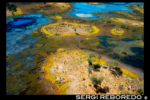 Vistas desde la avioneta CESNA entre del campamento Savute Elephant Camp de Orient Express en Botswna, en el Parque Nacional de Chobe y el campamento campamento Eagle Island Camp de Orient Express, en las afueras de la Reserva de Animales de Moremi, en Botswana.  Mamíferos: los cinco grandes y los siete magníficos Elefantes en el delta de Okavango. Estas denominaciones tienden a usarse en África para definir a los animales más atractivos para el visitante. Las dos se superponen, y a los big five que todo turista busca: el león, el leopardo, el elefante, el rinoceronte y el búfalo, se unen el guepardo y el licaón, para dar lugar a los siete magníficos (the magnificent seven) que pocos pueden ver en estado salvaje. Los leones del Okavango son famosos por su tamaño y fortaleza, y porque se dice que son los únicos leones nadadores que existen, ya que se ven obligados a hacerlo cuando la crecida veraniega los deja aislados en islotes que antílopes e impalas, sus presas habituales, abandonan. En la Chief Island, en el Parque Nacional de Moremi, existe una pequeña población de leones en disminución que se alimenta exclusivamente de búfalos. Se calcula que una veintena de leones acosan y son acosados por un millar de búfalos que les plantan cara. Estos felinos son extraordinariamente musculosos, pues la caza del búfalo negro exige una fortaleza enorme. Varios leones, generalmente leonas, atacan a la manada en busca del ejemplar más débil, pero cuando éste es atacado y yace en el suelo, el resto de la manada se vuelve y con los cuernos y las patas atacan a su vez a sus cazadores. El resultado es una manada de leones en disminución. Los elefantes son abundantes en el Okavango. Las señales de su avance son abundantes por todas partes: excrementos, árboles descortezados o derribados, sendas del paso de las manadas, que pueden ser de más de cincuenta individuos. Es fácil encontrarlos en las orillas de las islas, donde la vegetación es más abundante y no es raro ver a machos solitarios en islotes muy pequeños, ramoneando los árboles. Los elefantes no tienen problemas para desplazarse por un sistema acuático de poca profundidad como es el delta. El leopardo, el príncipe de los predadores, es un cazador solitario muy difícil de observar, pues vive en casi cualquier hábitat, caza de noche y se esconde a dormir durante el día en las ramas de los árboles, en muchos casos grandes y de espeso follaje que los ocultan completamente, salvo para un observador avezado. Puesto que no hay muchos y están localizados, hay que confiar en los guías locales para encontrarlos. Los rinocerontes son escasos en Botsuana debido a que han sido siempre perseguidos por el hombre y no es un animal al que le guste el agua, de manera que no se puede refugiar en los pantanos. En el año 2002, fueron reintroducido en la Chief Island cuatro rinocerontes blancos que pueden verse al norte del Eagle Island Camp. Los rinocerontes negros se encuentran en peligro de extinción, pero se están haciendo esfuerzos para su recuperación en el Khama Rhino Sanctuary de Botsuana. Los búfalos negros (Syncerus caffer) viven en zonas con muchos pastos, agua y sombra, es decir, donde hay islas medianas que permiten la vida de las manadas. Son muy peligrosos en estado salvaje. Los licaones o perros salvajes (Lycaon pictus) son animales extraordinariamente inteligentes que cazan en grupo y siguen estrategias envidiables que les permiten cazar antílopes tan grandes como el kudú, pero son demasiado confiados con las personas y están en peligro de extinción. El guepardo (Acinonyx jubatus) es el animal más rápido del mundo. Se encuentra en las zonas más apartadas del delta y se halla en peligro de extinción en estado salvaje, pues es presa fácil de depredadores como el león o el leopardo. Sin embargo, se han creado al menos cinco reservas en el sur de África donde se reproducen sin problemas gracias a que son un atractivo turístico muy rentable. 