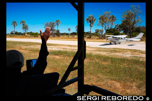 Aeródromo cerca del campamento campamento Eagle Island Camp de Orient Express, en las afueras de la Reserva de Animales de Moremi, en Botswana. Uno de los guías de Orient Express se despide de los turistas.  Reserva Natrural  de Moremi. La reserva Natural de Moremi es un santuario de rica y diversa vida salvaje, que abarca el delta del Okavango. La reserva no está vallada y sus límites se definen de forma natural por los sistemas fluviales lo que convierte en una zona imprescindible de visitar en el viaje a Botswana. La vegetación es muy variada, con tierra seca complementada con pantanos permanentes y estacionales, lo que resulta excelente tanto para la vida silvestre y las aves. Hay toda una red de rutas de safari por la reserva, así como el acceso a los cursos de agua permanentes en el delta, donde se pueden disfrutar de Xakanaxa piragüismo (no disponible en casas de campo en el área de Khwai). Es hoy por hoy, el único aérea realmente Protegido de los viajes Botswana, ya que en 1963, fue declarado como Reservado, debido al rápido declive de la fauna de la zona, y en vistas de esta rápida desaparición de la vida salvaje, la mujer del jefe Moremi III, decidió preservar la zona declarándola como Reserva Nacional. Moremi es una de las mejores reservas de caza en África para ver el perro salvaje africano en peligro de extinción. Xakanaxa es el hogar de una manada de cientos de búfalos residentes cuya gama abarca los territorios de al menos 4 manadas de leones que a menudo se pueden observar como acompañan a la manada siempre en movimiento en el que merece la pane observar en el viajes Botswana. Los rebaños de cría de elefantes se mueven entre sus áreas de navegación en los bosques de mopane y el agua fresca del Okavango. Red lechwe son una de las especies de antílopes más inusuales que comúnmente se encuentran aquí. A pesar de que la Reserva es la única parte del delta del Okavango que se encuentra legalmente protegida, ésta se encuentra rodeada de una zona cuyo manejo de vida silvestre es cuidadosamente controlado. La reserva en si no está cercada, lo que permite la libre circulación de animales de acuerdo a las migraciones estacionales. Moremi ahora se extiende al este y hacia el norte para unirse al Parque Nacional de Chobe, asegurando una superficie continua de terreno protegido hasta llegar a Kasane. Es la primera Reserva establecida por locales, por el pueblo Batawana de Ngamiland. Con una gran variedad de colores en un territorio de más de 3900 km cuadrados, donde se juntan los canales del delta, estanques, salinas, bosques, etc., siendo el lugar de residencia de muchos animales migratorios y otros en peligro de extinción. Tras la introducción del rinoceronte Negro y Blanco, se volvió a convertir en la casa de los 5 Grandes. 