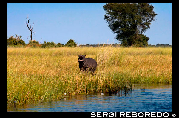 Un hipopótamo sobresale entre los cañizales durante el safari acuático en el campamento Eagle Island Camp de Orient Express, en las afueras de la Reserva de Animales de Moremi, en Botswana. Aunque no es un animal estrictamente nocturno, son activos durante la noche. Pasan la mayor parte del día durmiendo o revolcándose en el agua o el barro junto a los demás miembros de su grupo. El agua les sirve para mantener la temperatura de su cuerpo baja y para impedir que su piel se reseque. Excepto para comer, la mayor parte de sus vidas (cortejo, luchas entre ellos, parto) ocurren en el agua. Dejan el agua al anochecer y se desplazan tierra adentro, a veces hasta ocho kilómetros, para pastar en zonas de hierba corta, su fuente principal de alimento, que extraen entera ayudándose de los labios. Pasan de cuatro a cinco horas pastando y pueden consumir cerca de setenta kilogramos de hierba cada noche (aproximadamente un 5% de su peso).17 11 Como la mayoría de los herbívoros, consumirán otro tipo de plantas si se da la ocasión, pero su dieta en estado silvestre consiste casi completamente en hierba, con un consumo mínimo de plantas acuáticas.18 Se les ha visto en algunas ocasiones comiendo carroña pero muy raramente y siempre cerca del agua, e incluso hay informes de casos de canibalismo y depredación.19 La anatomía del estómago de los hipopótamos no es adecuada para una dieta carnívora, por lo que la ingesta de carne se debe probablemente a comportamientos aberrantes o estrés nutricional. Aunque su dieta es sobre todo a base de hierbas terrestres, dado que pasan la mayor parte del tiempo en el agua la mayor parte de sus defecaciones se producen en el agua, creando depósitos alóctonos de materia orgánica en los lechos de los ríos. Estos depósitos no tienen una función ecológica clara.18 A causa de su tamaño y su hábito utilizar generalmente los mismos caminos para alimentarse, los hipopótamos puede tener un impacto significativo en la tierra que atraviesan, tanto porque esas zonas quedan libres de vegetación como por las depresiones en la tierra. Si esto se produce durante periodos prolongados pueden desviar los cauces de pantanos y canales. Los hipopótamos adultos no flotan y no pueden nadar. Cuando se encuentran en aguas profundas, se propulsan generalmente dando pequeños saltos por el fondo; se mueven a velocidades superiores a ocho kilómetros por hora en el agua. Sin embargo, los jóvenes sí flotan y se desplazan generalmente nadando con impulsos de sus patas traseras. Los adultos emergen a respirar cada tres o cinco minutos, y los jóvenes tienen que respirar cada dos o tres minutos. El proceso de la salida a la superficie y de respiración es automático, e incluso un hipopótamo que duerma bajo el agua subirá y respirará sin despertarse. Cuando se sumergen cierran las narinas. Estudiar la interacción entre machos y hembras ha sido durante mucho tiempo complicado. Al no existir un dimorfismo sexual en esta especie, es muy difícil distinguirlos en estado silvestre. Aunque les guste estar en proximidad unos de otros, no parece que formen uniones sociales excepto entre madres e hijos, y no son animales sociales. La razón por la que se reúnen tan próximos unos a otros es desconocida. Sólo son territoriales en el agua, donde un macho controla una pequeña extensión del río de unos 250 m de longitud de media para establecer derechos de apareamiento y que contiene unas diez hembras. Los grupos más numerosos pueden contener hasta cien individuos. Permiten la presencia de otros machos en su zona, pero siempre que se someta a la autoridad del macho dominante. Dentro de los grupos se tiende a segregar por género. Los machos jóvenes permanecen con otros machos solteros, las hembras permanecen junto a otras hembras y el macho dominante permanece solo. Cuando dejan el agua para ir a comer, lo hacen individualmente. Los hipopótamos parece que se comunican verbalmente, por gruñidos y bramidos, y se cree que pueden tener cierta capacidad de ecolocación, pero el objeto de estas vocalizaciones se desconoce. Pueden mantener la cabeza parcialmente por encima del agua y emitir un grito que viaja tanto por el agua como por el aire, y responden a él tanto los hipopótamos que están dentro como fuera del agua.