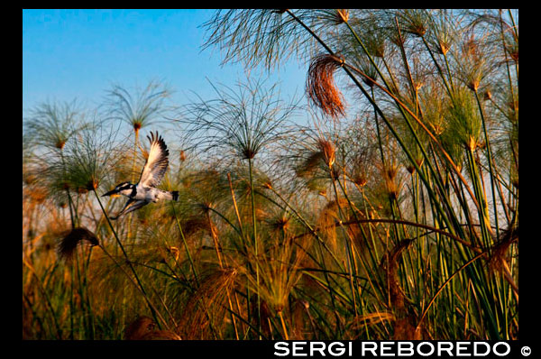 Entre els canyissars que creixen en l'aigua és possible veure una immensa varietat d'aus durant el safari aquàtic al campament Eagle Island Camp d'Orient Express, als afores de la Reserva d'Animals de Moremi, a Botswana. Amb una superfície de 3.900 km quadrats aproximadament, aquesta reserva es va crear en la dècada de 1960 per protegir la part més rica en fauna del delta de l'Okavango. El 2008, la fira de turisme de la prestigiosa Associació de Viatges i Turisme d'Àfrica del Sud, de Indaba, la va votar com "la millor reserva d'animals salvatges d'Àfrica". És la primera reserva d'Àfrica creada per residents locals. El poble Batawana de Ngamiland, liderat per la Sra Moremi, esposa del difunt cap Moremi III, preocupada per la ràpida extinció de la fauna salvatge a les seves terres, a causa, sobretot, a la caça indiscriminada, va prendre la sàvia decisió de proclamar Moremi com a Reserva el 1963, convertint-se així, en l'única zona oficialment Protegit del Delta de l'Okavango, adquirint una gran importància científica, mediambiental i de preservació i com a resultat, es classifica com una de les més belles reserves d'Àfrica, i fins possiblement del món sencer. La reserva té una doble personalitat, per una banda posseeix grans zones d'elevacions de terra enmig d'extensions pantanoses. Situada a la zona central i oriental de l'Okavango, inclou la Llengua de Moremi, que engloba la part nord-est de la Reserva, i Chief s Island, en ple Delta interior, vanant de ser una dels ecosistemes més diversos i rics del continent africà , donant com a resultat, una espectacular observació d'ocells, més de 400 espècies d'aus, algunes migratòries i altres en perill d'extinció, i observació d'animals, incloent totes les espècies carnívores i herbívores de la regió en el seu hàbitat natural. Els rinoceronts Negre i Blanco van ser recentment reintroduïts a la Reserva, convertint-la així en una destinació per trobar ¨ els cinc grans ¨. La vegatación més predominants va des dels boscos Mopane i arbustos espinosos a la sabana seca, prats, planes inundades, boscos de ribera, llacunes, illes, pantans i cursos d'aigua permanents. Moremi és un destí comú per al campista sense xofer, i en general se sol combinar amb el Parc Nacional de Chobe pel nord-oest. Dins dels punts d'interès de Moremi tenim: - El Third Bridge, situat a prop del bonic Riu Sekiri, envoltat d'espessos boscos de papirs, és un dels preferits, creant records inoblidables d'espectaculars capvespres al Okavango. És literalment el Tercer Pont de fusta si entrem a la reserva per la porta Sud. És un bonic pont rústic que salva un estany sorrenc de colors tanins sobre el riu, un lloc ideal per acampar i fer un picinic en el seu vell campament, el més popular de la reserva. Es desaconsella nedar a la zona, ja que es poden trobar cocodrils i hipopòtams entre els joncs. - Illa de Mboma, illa coberta d'herba de 100 Km quadrats que en realitat no és més que una extensió de la llengua de Moremi. Consisteix en un sorrenc meandre de 25 km, constituint una excursió opcional molt agradable, comença uns 2 km a l'oest del Tercer Pont. - Xakanaxa Lediba, aquesta llacuna alberga una de les majors colònies d'agrons d'Àfrica, el que fa que sigui un autèntic paradís per a l'observació d'aus. A banda d'agrons, podem albirar marabús, jabirúes africans, diferents classes d'ibis (tàntal africà, ibis sagrat i capó reial) i martinets, així com abundants animals i peixos. Alguns refugis de categoria de la zona, organitzen circuits en vaixell i mokoro per als seus clients, poden unir-se si ho desitgen però si no estan allotjats als refugis el preu és bastant elevat, encara que sempre negociable. La ruta entre la porta Nord i la llacuna de Xakanaxa segueix un dels passejos més panoràmics del país. Val la pena fer una parada a la llacuna Dombo Hippo, a uns 14 km al sud-oest de la porta Nord, on s'aglomeren els hipopòtams a la vora, podem contemplar a aquests meravellosos animals des d'un lloc d'observació elevat. Hi ha també, dos abeuradors dels estanys Paradise i com el seu nom indica són meravellosos per a l'observació d'animals. L'única forma d'arribar a Moremi és en tot terreny, vehicle de safari o avió, ja que no hi ha transport públic. Si es disposa de reserva en algun campament del delta, normalment aquest mateix s'encarrega del trasllat en avió, vehicle o vaixell, això sí, amb un cost addicional.