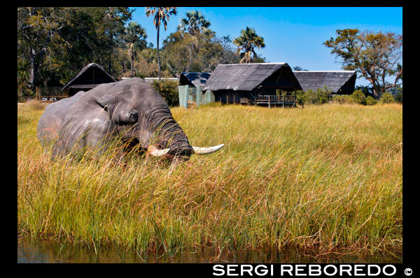 An elephant wanders the camp nearby Eagle Island Camp by Orient Express, outside the Moremi Game Reserve in Botswana. Located in Central Okavango Delta, Eagle Island Camp is a camp built on the water, with shops and thatched roofs, in one of the islands in the lagoon Xaxaba. Xaxaba literally means "island of tall trees." The camp is a nice retreat from the African sun protected, thanks to the shade provided by a canopy of native trees. Located in one of the most pristine and natural delta, a region with a variety of channels and large wetlands. The animal and bird life of this region is very rich and can be seen aboard species mekoros (traditional dugout canoes), motor boats, cruises of 14 seats at sunset and Bell Jet Ranger helicopter (additional cost). For intrepid explorers eager to follow tracks and noise in the bushes, the camp offers guided walks. Further, the magnificent sunsets can be enjoyed-a rain-covered from the Fish Eagle Bar or from the raised platform overlooking the lagoon. The Okavango wetlands are a treasure to enjoy their animals and natural wonders. Sightings and sounds change according to the season and even the hours. The experience is unique. Not far from the camp you can blast your way through the channels created by hippos and even follow his footsteps through thick reed fields. When the sun rises, the sound of small frogs in ponds comes to an end after the 'evening concert'. The fabulous bright plumage of a kingfisher attention. Is throwing darts at the swamp, having breakfast on a fish that twists on itself. Now you would be the envy of any ornithologist, floating like you're in a sky of feathers. Although the Okavango Delta is technically known as a swamp, the water is quite pure and free from impurities, with an abundance of fish. Not surprisingly, this area houses the highest concentration of ospreys in the world. Also, the huge amount of food attracts all varieties of birds with an appetite for fish, including herons, cormorants, pelicans and storks.