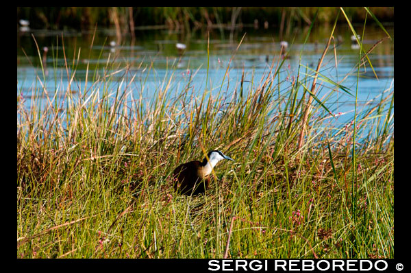 Durante el safari acuático en el campamento Eagle Island Camp de Orient Express, en las afueras de la Reserva de Animales de Moremi, en Botswana, nos encontraremos con una interesante variedad de aves. Moremi abarca una superficie de 4.871 km2, la parte más oriental del Delta del Okavango. Básicamente descrita como una de las más bellas reservas de vida salvaje, ya que combina los bosques de mopane y las acacias, las llanuras inundadas y las lagunas. Moremi es altamente reconocida por la gran variedad de flora y fauna salvaje. Las aves son prolíficas y variadas, desde los pájaros acuáticos a los tímidos habitantes de los bosques. Hay varias especies de patos gansos así como una interesante variedad de garzas. Hay numerosos elefantes, especialmente en la época seca, así como otras especies de animales que van desde los búfalos, jirafas, leones, leopardos, guepardos, perros salvajes, hienas, chacales y todo tipo de antílopes, pequeños y grandes, incluido el lechwe rojo . La cantidad de perros salvajes está disminuyendo en todas partes, en cambio se pueden ver regularmente en Moremi y son objeto de un proyecto que se lleva a cabo en la zona desde 1989. Moremi es lo más visitado en la época seca y su mejor época para hacer un safari va de julio a octubre, cuando los animales se concentran en las aguas permanentes, aunque el safari es productivo en cualquier otra época del año (lo que se ve, obviamente, varía según la temporada).  