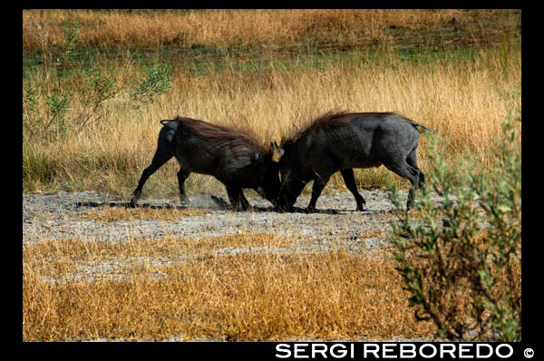 Un parell de Warthogs es baralla mentre realitzem el safari a peu realitzat en els voltants del campament Eagle Island Camp d'Orient Express, als afores de la Reserva d'Animals de Moremi, a Botswana. Comportament social i reproducció d'aquests Warthogs. Aquesta espècie de senglars no són territorials, sinó que ocupen una àrea d'acció. Senglars viuen en grups anomenats sirenes. Les femelles viuen en sirenes amb les seves cries i amb altres femelles. Les femelles tendeixen a quedar-se a grups natals, mentre que els homes se'n van, però es queden dins l'àmbit de la llar. Mascles subadults s'associen en grups de solters, però deixen en pau quan es converteixen en adults. Els mascles adults només unir-se a les sirenes que tenen femelles en zel. Warthogs tenen dues glàndules facials - la glàndula ullal i la glàndula sebàcia. Senglars de tots dos sexes comencen a marcar voltant de sis a set mesos d'edat. Els homes tendeixen a marcar més que les dones. Els llocs que s'assenyalen són per dormir i zones d'alimentació i deus. Warthogs utilitzen ullal marcat per al festeig, els comportaments antagònics, i establir l'estat. Senglars són reproductors estacionals. Rutting comença al final de l'estació seca o plujosa primerenca i part comença prop del començament de la següent temporada de pluges. El sistema d'aparellament es descriu com "superposar la promiscuïtat": els mascles tenen rangs es superposen diverses femella s'estén, i el comportament diari de la femella és impredictible. Verros servir dues estratègies d'aparellament durant el zel. Amb la "tàctica de quedar-se", un senglar es mantindrà i defensar certes dones o un recurs valuós per a ells. En els "itinerants" tàctica senglars buscar les truges en zel i competir per ells. Verros esperaran truges que sorgeixin fora dels seus caus. Un senglar dominant desplaçarà a un altre senglar que també tracta de cortejar a la seva dona. Quan una truja surt del seu cau, el senglar intentarà demostrar el seu domini i després seguir abans de la còpula. Per a la "tàctica de quedar-se", la monogàmia, la poligàmia femenina-defensa, o la poligàmia dels recursos de defensa, mentre es promou la "tàctica d'itinerància" promou la poligàmia scramble-competència. El període de gestació típica és de cinc o sis mesos. Quan estan a punt de parir, les puercas deixar temporalment les seves famílies a parir en un forat separat. La ventrada és 07:58 garrins, amb 2-4 típica. La truja es quedarà al forat durant diverses setmanes infermeria seus garrins. Warthogs s'han observat per participar en allosucking. Les truges es infermera fomentar garrins si perden la seva pròpia brossa, el que els criadors cooperatius. Allosucking no sembla ser un cas de confusió d'identitat o el robatori de la llet i pot ser un senyal d'altruisme de parentiu. Els garrins comencen pasta en unes dues o tres setmanes i són deslletats als sis mesos. Senglars són considerats una espècie "seguidor", com el jove es mantenen prop en tot moment i no t'amaguis. Estat de conservació. La població de senglars al sud d'Àfrica s'estima en al voltant de 250.000. Típic rang densitats entre l'1 i el 10 km a les àrees protegides, però les densitats locals de 77 km es troben a la gespa curt al Parc Nacional de Nakuru. L'espècie és susceptible a la sequera i la caça, que pot resultar en extincions localitzades. El Warthog comú és present en nombroses àrees protegides a través de la seva àmplia gamma.