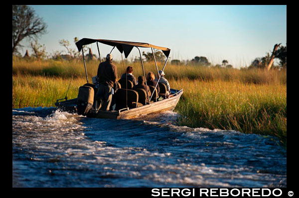 Una lancha rápida navega por el Delta del Okawango en un safari acuático organizado desde el campamento Eagle Island Camp de Orient Express, en las afueras de la Reserva de Animales de Moremi, en Botswana. Hay ríos que mueren en el mar, cursos de agua que recorren kilómetros y kilómetros por la tierra, engordando, aumentando su caudal, para liberarlo en el océano. Hay otros que desembocan en lagos, en otros ríos… Pero hay otros, muy pocos, que desafiando lo establecido acaban vertiendo sus aguas en las arenas del desierto, tierra adentro, desapareciendo, esfumándose como por arte de magia. Esto es lo que le ocurre al río Okavango, 1.600 kilómetros después de nacer. Tras brotar en el sudoeste de Angola (donde tiene el nombre de Cubango), gira hacia el este, alejándose del mar, iniciando su recorrido a lo largo de la frontera entre este país y Namibia (conociéndose entonces ya como Okavango) para ir a morir a Botsuana. Bien lejos del Atlántico y del Índico, en mitad del cono sur del continente, creando el mayor delta interior del mundo. Es el Kalahari el que acoge las aguas del río, especialmente en los meses de julio y agosto, poco después de entrar en Botsuana por el norte. La imagen aérea del fenómeno es sensacional: en mitad de la aridez reinante, de tierras pálidas y luminosas, lenguas de agua tiñen de verde su recorrido hacia el sur. Parece un árbol sin ramas cuyas raíces avanzan infructuosamente hacia ninguna parte. Es tal la dimensión del delta (16.000 km cuadrados, algo mayor que la superficie de la provincia de Huesca) que habría que subir en un satélite para ver esto con precisión, pero el vuelo que se puede hacer en avioneta desde Maun ayuda a hacerse una idea magnífica de lo que allí ocurre. El río avanza perfectamente ordenado, encauzado, formando una ancha ribera hasta llegar a la altura de Sepupa, lugar donde todo se desordena, se desborda. Es aquí donde empieza el delta interior, donde el río se bifurca en mil y una rutas diferentes (más cuanto mayor sea el nivel de agua ese año) creando un laberinto de islas, ríos, riachuelos, regueros, regatos… que decenas de kilómetros más tarde se esfuman, desaparecen.