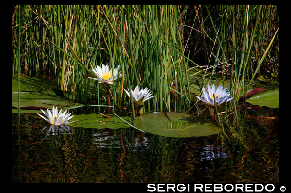 Las flores y los pequeños nenúfares son una constante en el safari acuático efectuado desde el campamento Eagle Island Camp de Orient Express, en las afueras de la Reserva de Animales de Moremi, en Botswana. El Delta del Okavango. Es uno de los lugares más fascinantes y desconcertantes del continente negro, donde el agua se encuentra con las arenas del desierto del Kalahari formando un pequeño universo de vida salvaje único y extraordinario.  Este es un sitio muy bueno, al igual que la cercana Serongo, para empezar a conocer el delta transportado en una mokoro, las pequeñas piraguas construidas tradicionalmente a partir de un tronco de árbol. Un barquero situado en la parte trasera nos empuja fácilmente con una pértiga de entre cuatro y cinco metros a través de canales anchos. El delta empieza a abrirse allí y las miles de ramificaciones que toma aún no se aprecian tan bien como en el otro famoso lugar: Maun, situado en el extremo suroeste del delta. Autodenominado como “la puerta del delta del Okavango”, Maun es uno de los lugares más turísticos del país. Pero eso, en Botsuana, es casi hasta bueno: mucha oferta, muchos campamentos diferentes para alojarse, bancos y restaurantes decentes, muchas actividades… La concentración de turistas es tan escasa y los hoteles están tan separados unos de otros a lo largo del río que a veces cuesta creer que estemos en un lugar realmente turístico, más aún si lo comparamos con la costa de España. Este es un gran punto de partida para hacer una excursión de dos o tres días en la piragua. Cada una admite un máximo de dos personas y el remero, que hace las veces de guía. Una cooperativa es la que gestiona todos los viajes en mokoro, estableciendo rotaciones entre los remeros para beneficiar a toda la comunidad. Las tarifas son estándar por día, una parte de las cuáles va a un fondo común para mejoras en la comunidad. La idea es que el beneficio se reparta equitativamente. Desde Maun, nos trasportan en una barca a motor por uno de los riachuelos hasta Boro, el punto de partida. A partir de ahí entramos en el reino del agua, del silencio, de la cámara lenta. Sentados en el suelo de la barca, avanzamos por lenguas de mansas aguas, casi quietas, totalmente transparentes pero con una coloración rojiza. El agua queda muchas veces camuflada por la vegetación que invade el lecho y su superficie y en ocasiones el barquero inventa el camino, empujándonos por encima de los juncos y nenúfares, sin demasiada dificultad. En el horizonte, en las islas señaladas por los árboles (palmeras, ébano o el curioso árbol salchicha) no tardan en aparecen pájaros (martines pescadores, garzas, águilas) y algún antílope. Pero para ver animales más grandes aún tenemos que adentrarnos más en el delta y buscar tierra firme. En alguna de las miles de islas que componen el delta es donde viven los grandes mamíferos. El agua, y más en mitad del desierto, es vida y por ello el delta es uno de los mejores lugares de la región para verlos. Contrario a lo que muchos creen, el agua del delta no desaparece por abajo, no se filtra. Bueno, no toda. Se estima que tan solo el 2% pasa a formar parte de los acuíferos que hay en la zona. La gran mayoría se evapora (el 36%) o transpira (el 60%) consumido por las plantas que nacen y viven gracias a ella. El resto fluye al lago Ngami, en la parte suroeste del delta.