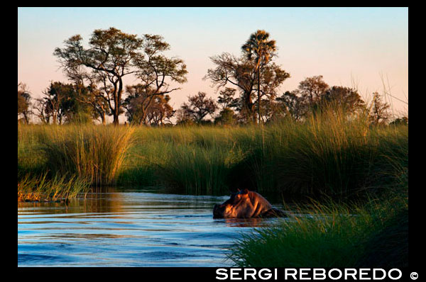 Be very careful with the hippos in the water safari camp made from Eagle Island Camp by Orient Express, outside the Moremi Game Reserve in Botswana. The common hippopotamus is the third largest land animal in the world today (after the elephant and the white rhinoceros). They can live in water or land navigate, and its specific gravity allows them to sink and walk or run under water along the bottom of rivers. They are considered current megafauna, but unlike all other African megafauna, have adapted to a semi-aquatic life in rivers and freshwater lakes. Due to its large size, hippopotamuses are difficult to weigh in nature and most of the estimates of its weight in the wild come from operations in the 1960s. The average weight for adult males between 1500 and 1800 kg. Females are smaller than males, with average weights between 1300 and 1500 kg.9 Older males reaching weights much larger, reaching at least 3,200 kg and sometimes up to 4500 kg. The males seem to grow throughout their lives, while females reach a maximum weight at around age twenty-five. They measure between 3.3 and 5.2 meters long including the tail, of about 56 cm, and about 1.5 m tall at the shoulders. The range of common hippo measures overlaps with the white rhino, the use of different metrics makes it difficult to establish which of these two animals is the largest land animal after elephants. Despite being a chubby-looking animal with its large barrel-shaped torso, on land can run faster than a human. Estimates of their running speed vary from 30, 40, or even 50 km / h, it can only maintain these high speeds over short distances. His mouth is huge and their jaws can be opened at an angle of 150 degrees, the neck is short and robust and greatly elongated body and thick, with the back to the rump higher than in the cross and buried in the central part, the belly, broad and rounded, is hanging and comes to touch the ground when the animal walks through a swamp. The eyes, ears and nostrils are located on top of the head, allowing them to stay in the water with most of the body immersed in the water and mud of tropical rivers to stay cool and avoid sunburn. Has short legs with four fingers well developed in each terminated in hoof and graviportal skeletal structure is adapted to support the great weight of these animals. Like other aquatic mammals, the hippopotamus has very little hair. Although not a ruminant stomach has a complex comprising three divisions or chambers. The skin is smooth with pleats on the chest and neck and almost hairless except for a short bristles on the head and tail. It is gray purple, with the lower body and around the eyes and pinkish brown ears, are common cases of albinism. The epidermis (outer layer) is uniformly thin, and the endodermis varies from 5-6 cm in back and rump less than 1 cm in head and belly. Their skin secretes a natural sunscreen reddish, which causes sometimes say that "blood sweat," but is neither blood nor sweat, this secretion is initially colorless, for a few minutes and eventually turn red orange color brown. We have identified two different pigments in the secretions, one red (hiposudárico acid) and one orange (norhipposudoric acid). Both are highly acidic compounds and inhibit the growth of disease-causing bacteria on the other hand, the light absorption of these pigments reaches the ultraviolet range having an effect sunscreen. All hippos, even with different diets, secrete these pigments, so it does not seem to occur based on their supply. In contrast, animals can synthesize protein precursors pigments, as the amino acid tyrosine. They have 2-3 pairs of incisors and canines of the lower jaw have the appearance of two large tusks, which can be overcome in the case of males 50 cm in length (half in the case of females) and achieve a 4 kg weight, are triangular, curved in a crescent shape, blunted at the end thereof and provided with longitudinal grooves. The tusks of the upper jaw are much shorter and weaker, and also curved and blunt at the tip. We measured the bite force of a adult female hippo at 8100 N