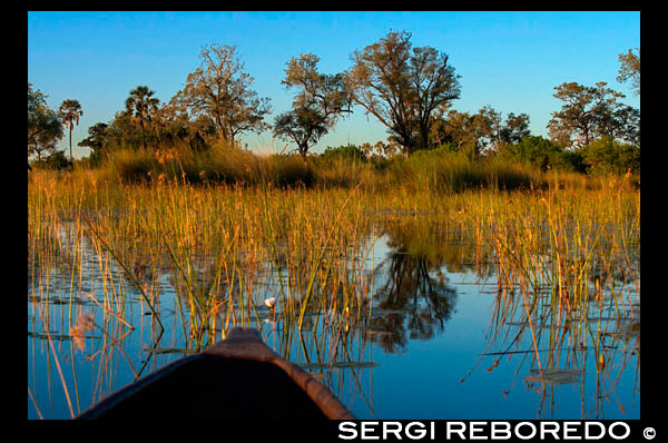 Paisatge fotografiat des d'una embarcació mokoro durant el safari aquàtic efectuat en canoes trucades mokoro partint des del campament Eagle Island Camp d'Orient Express, als afores de la Reserva d'Animals de Moremi, a Botswana. Abans de començar, unes mesures de seguretat en cas d'una trobada no desitjat amb hipopòtams, búfals, lleons ... El nostre guia local James a què seguíem en fila d'un, parava a explicar cada petjada, cada os, cada excrement i cada camí que anàvem trobant. Era com anar rastrejant el terreny a la recerca de les nostres preses. En aquell safari no vam veure gran varietat d'animals, ja que en aquells mesos de pluges es troben escampats per zones més allunyades. Encara que sembli mentida, el nivell de l'Okavango Delta està en nivell baix durant l'època de pluges estiuenques i alt en el sec hivern. Això és degut a que la gran massa d'aigua que drena el delta, arriba des d'Angola uns 6 mesos després d'haver caigut. O sigui, que l'aigua que està plovent a les muntanyes d'aquell país durant novembre a març triga aquest temps a recórrer els 1.000km a causa del desnivell de tan sols 60m. Abans de començar la caminada de 2 hores observem un incendi en una illa propera que ens acompanyaria durant els 3 dies. Arribem al campament amb el sol ja posat, hora en què els hipopòtams començaven la seva activitat. El sopar va ser una mica millor però de totes maneres, amb el menjar no es juga. Encara que els nostres 3 guies ens deien que l'incendi no podia arribar perquè el separava un canal, jo no les tenia totes per dormir tranquil. El tindríem uns 500 metres i en plena nit se sentia cremar com si estigués al costat mateix. En estar els canals coberts totalment de vegetació, donava aquella sensació d'intranquil · litat, que no hi havia separació entre aquella zona i la nostra. Dilluns, seguint les indicacions del nostre guia-líder, ens llevem a les 5:30 am per esmorzar alguna cosa i sortir amb el mokoro cap a un altre punt, on faríem el següent safari. Aquest va ser el safari que va justificar els diners gastats. Va tenir una durada de 4 hores i vam veure zebres, nyus, elefants, un grup de més de 20 girafes, hipopòtams, ... i tot això a peu, sense cap barrera entre els animals i nosaltres. L'única cosa dolenta va ser la intensa calor que va fer aquells 3 dies, era horrible. A la tornada del safari, James deixava el liderat als seus dos joves aprenents, qui també ens anaven cantant el nom de tot el que es movia al nostre pas. Cal veure com és la vida animal, com menys perillosos podem ser per a ells per anar a peu, més s'espanten i guarden les distàncies. Ens feien olor i seguien amb la mirada fins que corrien per allunyar-se. Però igual passava amb les zebres que el grup de les enormes girafes. Això indica també ho acostumats que estan als vehicles utilitzats per als safaris. Però la sensació d'anar caminant en silenci i sense cap vehicle a motor, no es paga amb diners. La caminada va ser d'unes 4 hores i durant ella passem per petits trams cremats per l'incendi que vam veure el dia anterior i que encara es veia cremar a curta distància. Vam tornar al campament per dinar i després em vaig a fer una migdiada. Sobre les 17h ens muntem de nou en els mokoros per veure la posta de sol entre els canals, des de l'aigua. Molt bonica posta de sol, encara que no podia col · locar el meu trípode en cap lloc, ni posar-me de peu per fer cap foto. A la nit podíem gaudir de diversos tipus d'enllumenats naturals. D'una banda i sense contaminació lumínica el preciós cel amb el seu ben marcada via làctia i júpiter, per un altre una gran quantitat d'uns petits insectes que emetien una llum intermitent ja fos mentre volaven o aturats, també la resplendor de l'incendi i finalment alguna tempesta a la llunyania. El dimarts a la mateixa hora a peu i després de l'esmorzar en marxa. Aquella vegada vam començar la curta caminada sense utilitzar la mokora, per la mateixa zona del primer dia. Com ja suposava jo, vam veure menys animals. Un parell d'elefants solitaris i un grup de 4 hipopòtams en un petit llac com més destacats. Sobre les 9:30 am ja estàvem de tornada al campament, massa temps mort sense fer res. Encara que per una banda fins i tot em vaig alegrar, perquè amb la calor que feia i sense reserves d'aigua, millor estar xerrant o tirat a la botiga. A les 14h ja ho teníem tot recollit i estàvem partint de tornada cap a l'estació de Bor. El viatge va ser una mica més curt ja que anàvem corrent a baix. El noi del hostel tenir la grandíssima idea de portar una nevera amb beguda freda. Així que em vaig fer una cerveseta amb Marcelo de tornada al hostel i sota una tempesta que ens va acompanyar en l'últim tram. Vaig haver d'esperar, un cop ja al hostel, que amainés el temporal per començar a muntar de nou la botiga. A la nit també va caure una mica de pluja, però per sort no va arribar a posar a prova la meva botiga Made in Xina. També vaig fer jo per evitar-ho, ja que sempre buscava un lloc cobert per algun arbre ia poder ser amb una mica de pendent. Pel que fa al matalàs, completament acoblat a ell, tot i que cada nit havia de inflar perquè aguantés les hores de son. Diana i Chris em van comentar sobre la visita que van fer abans de l'Okavango Delta a un desert de sal situat entre Maun i Kasane, concretament calia parar a Nata. Aquest lloc conegut amb el nom de Makgadikgadi Pans (paella) està situat dins del parc nacional anomenat Makgadikgadi & Nxai National Park.