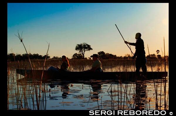 Safari aquàtic efectuat en canoes trucades mokoro partint des del campament Eagle Island Camp d'Orient Express, als afores de la Reserva d'Animals de Moremi, a Botswana. Les aigües de l'Okavango són empassades per l'aridesa del desert del Kalahari. Però abans de desaparèixer es ramifiquen i inunden una enorme extensió de territori formant un delta que és un dels majors paradisos de vida salvatge. El sol es posa contemplat des dels mokoros, les embaraciones tradicionals de la zona, mentre els éssers vius tanquen el cicle vital de cada dia ... EL OKAVANGO DELTA A mokoro. El diumenge era el dia del senyor, del senyor Okavango Delta. És la desembocadura d'un riu en terra més gran del món. A les 08:00 ja estàvem llestos per partir cap a aquesta immensa zona d'aiguamolls i illes, amb quantitat de vida animal i amb 4 (elefant, búfal, lleó i lleopard) dels Big 5, falta el rinoceront. El dia abans de marxar, es van unir a nosaltres 3 integrants més a l'expedició que van viatjar junts durant el mes anterior. Marcelo, un brasiler que parlava espanyol. Hugo, un espanyol rodamón i la seva nòvia, de New York. La ramificació del delta que passa per davant de Old Bridge Backpackers es diu Thamalakane. De la vora del mateix hostel ens vam muntar en una llanxa en direcció a l'estació de bots, anomenada Bor Boat Station NG32 i situat al poblat que porta aquest mateix nom. El viatge va durar gairebé 1hora per canals laberíntics de poca profunditat. De camí i tot just 1 km de la sortida, parada per veure un cocodril a la vora de metre i mig, una àguila pescadora ... Un cop allà, vam descarregar tots els trastos, ens presentem als nostres conductors-guies i vam carregar de nou el material al nostre nou mitjà de transport, el mokoro. Se li diu així a la canoa utilitzada per la gent local. En aquella zona es va crear una comunitat fa anys dedicada a un turisme molt d'acord i respectuós amb la natura. Actualment les canoes utilitzades són fetes de fibra de vidre amb dos seients tipus "grades d'estadi esportiu" pels 2 passatgers, més el conductor col · locat de peu a la part de darrere que maneja el tema a l'estil venecià amb un llarg pal de fusta. Allò era com viatjar en una rural gòndola per la marjal Pego-Oliva però d'uns 16.000km2 de superfície, amb més de 150.000 illes i amb una vida animal important. Després d'1 hora i 30 min corrent amunt pels extrems dels canals en un primer tram i per canals oberts entre la vegetació en la segona meitat, vam arribar al nostre campament base, una illa anomenada Madikudu. Al potet aquell portàvem el menjar, botigues i altres equipatge per als 3 de bord, pel que l'aigua quedava a poc més de 5 cm per entrar dins. Allò unit als constants batzegades que semblaven bolcar la canoa, em va tenir en tensió durant tot el trajecte, on l'únic que m'hagués importat mullar és la càmera. Ja que contractem el viatge més econòmic, el menjar i equip de càmping corria a càrrec de cadascú. Vaig anar amb Diana i Chris a comprar el dia d'abans i en proposar una compra en conjunt, no vaig poder dir que no tot i que ja m'estava penedint abans de haver-ho dit .... perquè amb el menjar no s'hi juga. Després de muntar les tendes tocava el lunch, i el meu menú d'estrena va ser pa de motlle amb crema de cacauets. Per si ens quedàvem amb gana havia pomes. Aquella gent té altres prioritats en la vida i per descomptat per desgràcia meva el menjar no era una d'elles. A les 16h marxem cap el meu primer safari a peu, una experiència única, autèntica i en silenci.