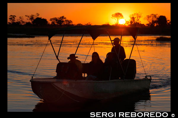 Bonica posta de sol durant el safari aquàtic al campament Eagle Island Camp d'Orient Express, als afores de la Reserva d'Animals de Moremi, a Botswana. La visita d'Okavango. La millor època per visitar el delta depèn del que es vulgui observar. Si el que es busca són animals grans, el millor període és entre maig i octubre, quan les aigües baixen i aquells es concentren al voltant de l'aigua. Si el que es vol veure són aus i una vegetació exuberant, la millor època és entre novembre i abril, l'època de les pluges. Hi ha uns quaranta lodges i campaments al delta de l'Okavango. Els campaments, on es pot acampar o llogar un lodge (casa o pavelló) propietat del govern es troben a la reserva de Moremi, però no en el cor del delta, on hi ha els de caràcter privat. Per accedir-hi cal un tot terreny, 1 mocoro (barques típiques de la zona), un helicòpter o una avioneta, reservada per als campaments més cars, que no tenen altra via d'accés. La intenció del govern de Botswana és evitar el turisme de masses en el fràgil ecosistema del parc, i per tant l'estada i els allotjaments dins del parc són molt cars. Molts dels campaments organitzen sortides a peu i acampades en illes des de les de fer petits safaris. Els desplaçaments en vehicle tot terreny, dins de les illes grans i als voltants del delta, estan condicionats en molts casos per l'altura de l'aigua, que en temps de crescuda cobreix els sorrencs camins. A les zones privades fins i tot es poden organitzar sortides nocturnes amb tot terreny, però mai al parc nacional si no s'és un científic. El riu Okavango neix a l'altiplà central d'Angola, on se li coneix com el Kubango, al sud de Vila Nova per, després de recórrer uns 1.600 km trobar-se ja a Botswana, amb la gran planura prèvia al desert del Kalahari, on forma el delta interior més gran del món. Posteriorment desapareix empassat per les sorres del desert i l'evaporació sense arribar mai al mar, destí natural dels rius. El fet que s'alimenti fonamentalment de les aigües produïdes per les pluges a Angola fa que el nivell més alt s'arribi a l'agost, plena època seca, mentre que a la de pluges, quan els animals poden trobar aigua en nombrosos pantans estacionals, el delta presenta el seu nivell més baix. Això és el que converteix al Delta de l'Okavango en un lloc únic al món on viuen unes 5.000 espècies d'insectes, 3.000 classes diferents de plantes, 540 d'aus, 164 de mamífers, 157 de rèptils i 80 de peixos. El delta ha sofert molt poc la pressió humana degut principalment a la forta presència de la mosca tsetse, portadora de la malaltia de la son, que ha impedit el desenvolupament de les societats ramaderes tant tradicionals com colonials. I aquest problema presenta també una cara afortunada, ja que la fràgil ecologia del delta no hagués resistit una excessiva pressió humana, especialment de les grans granges comercials. Però l'ésser humà és capaç d'adaptar-se a gairebé qualsevol entorn i sempre hi va haver presència humana al delta. Una presència que vivia de petits cultius de supervivència i sobretot de la pesca en les seves aigües, que realitzava en grans canoes construïdes partint de la carcassa natural de grans troncs. Avui en dia, aquestes canoes conegudes com mekoro en la llengua setswana (mokoro en singular), s'han convertit en el millor vehicle per visitar el delta. Manejades amb una perxa a l'estil de les barques de l'Albufera de València per exemple, cada canoa pot portar dos passatgers amb el seu equipatge i el seu menjar, més l'equipatge i el menjar del tri-pulante-guia. Així, un recorregut típic pel Delta de l'Okavango consisteix en tres o quatre hores de navegació diària, amb parades per veure hippo pools, nius o qualsevol altra curiositat que estigui en el camí, que ens portarà de zona en zona d'acampada. A l'alba i al capvespre es realitzen passejades a peu per les diferents illes per observar els mamífers i aus que les poblen, guiats pels experts barquers que coneixen els entramats de canals i terra ferma com qualsevol coneix els carrers de la seva ciutat. La resta del temps es passa gaudint de la pau i la natura verge que ofereixen les zones d'acampada, preparant els àpats o intentant xerrar amb els guies asseguts al costat del foc. El mínim temps necessari per gaudir de tot això són tres dies, encara que des d'aquí recomanem estades de cinc dies o una setmana, incloent en el viatge un recorregut per zones de la Reserva de Moremi.