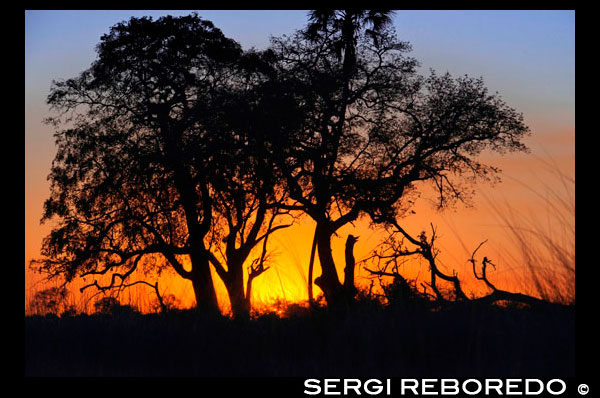 Bonitas y plásticas puestas de sol desde el embarcadero del campamento Eagle Island Camp de Orient Express, en las afueras de la Reserva de Animales de Moremi, en Botswana. DELTA DEL OKAVANGO MAUN. Maun es la capital del delta del Okavango, un complejo y amplio sistema lacustre formado por las aguas del río Okavango, que forma un delta interior en el norte de Botswana de casi veinte mil kilómetros cuadrados. La ciudad se encuentra al sudeste de este delta, fuera de la zona inundable y a las puertas del desierto de Kalahari. Maun, considerada la puerta sur del Okavango, es la quinta población de Botswana. Tiene 30.000 habitantes y fue fundada en 1915 como capital tribal de la etnia botawana, una sub-tribu de los tswana o tawana que pastoreaban en los límites del delta. Actualmente es el centro administrativo y la capital del distrito de Ngamiland, pero su actividad más importante es la organización y el suministro de los numerosos safaris y estancias que se organizan en el delta del Okavango. La ciudad es una mezcla de capital moderna y chozas indígenas. En sus inicios tuvo reputación de ciudad fronteriza en la que se reunían los rebaños de los alrededores y se organizaban cacerías, pero desde los años noventas del siglo pasado el turismo ha favorecido un rápido crecimiento de la ciudad en las riberas del río Thamallakane. Maun posee numerosas tiendas, hoteles y lodges, y en ella es posible alquilar vehículos especiales para viajar al delta o una avioneta desde la que desplazarse a alguno de los aeródromos que menudean en los pantanos. No obstante, el carácter turístico de la ciudad, a ella acuden todavía los habitantes de la región con sus rebaños para comerciar.  El clima. La estación de las lluvias en el delta coincide con la de Angola, que tiene lugar entre octubre y abril y produce la crecida del río Okavango, que empieza a notarse en diciembre y tarda nueve meses en completarse debido a la escasa pendiente del río, unos 60 m en 450 km. Las lluvias son más abundantes en el norte y menores en el sur, donde el río se interna en el Kalahari. En la ciudad de Maun, la puerta sur del delta del Okavango, el contraste entre el día y la noche es muy grande en invierno, con una media de las mínimas de 6 ºC y una media de las máximas de 23 ºC. No son raras las heladas durante las olas de frío. En verano, el calor es muy fuerte pero por la noche sigue refrescando, con una media de las mínimas de 19 ºC en noviembre y diciembre y una media de las máximas de 35 ºC en octubre, antes de las lluvias. La humedad se mantiene entre el 55 y el 70 por ciento. Las lluvias son nulas en julio, agosto y septiembre y prácticamente nulas en mayo y junio, con 5 y 3 mm de media. En octubre, la media es de 23 mm; en noviembre, de 56 mm; en diciembre, de 86 mm; en enero, el mes más húmedo, de 107 mm; en febrero, de 71 mm; en marzo, de 71 mm, y en abril, de 18 mm; luego se acaban, pero las aguas siguen subiendo muchas veces hasta julio. EL DELTA DEL OKAVANGO El Okavango es un río africano, que nace en Angola en una zona bastante lluviosa y que tras un recorrido de casi 1.000 km y atravesar la franja de Caprivi (Namibia), llega al desierto del Kalahari, ya en Botswana, en donde penetra en una cuenca endorreica (cuencas sin desagüe al mar), en la que forma una extensa región aluvial impropiamente denominada y conocida en todo el mundo como el Delta del Okavango. Como desemboca en una zona con un clima muy árido, se trata de un río alóctono (cuando las aguas de un río terminan en zonas desérticas donde se pierden por infiltración y evaporación). Su cuenca se extiende sobre una superficie de 721.277 km². Así pues, el delta del Okavango es un caso poco usual de delta, en el sentido de que este río no desemboca en el mar. En realidad, no se trata de un verdadero delta fluvial, sino de un abanico fluvial o cono de deyección muy grande, que se produce donde el río Okavango desagua en una llanura prácticamente endorreica con un clima mucho más seco que en sus cabeceras. En el delta del Okavango existe la única población de leones nadadores; éstos se ven forzados a entrar en el agua, que durante las crecidas llega a cubrir el 70% de su territorio, para cazar antílopes e impalas.  