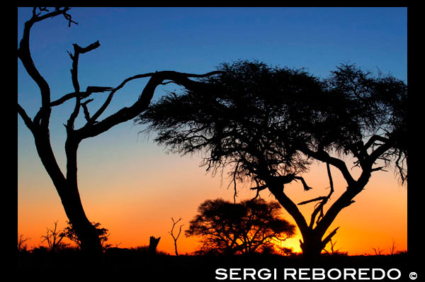 Els últims raigs de sol a contrallum ens deixen una bonica posta de sol prop del campament Savute Elephant Camp d'Orient Express a Botswna, al Parc Nacional de Chobe. ECONOMIA A BOTSWANA: Des de la independència, Botswana ha experimentat el més ràpid creixement de renda per càpita al món. El creixement econòmic ha estat d'un 9% anual de 1966 a 1999. El govern ha mantingut una política fiscal responsable, malgrat els dèficits fiscals del 2002 i el 2003 i un deute exterior insignificant. Ha mantingut la ràtio més alta de crèdit sobirà a Àfrica i ha acumulat reserves de divises estrangeres. Aquesta millora de l'economia s'ha construït a partir d'un encertat ús dels guanys procedents de les mines de diamants, de polítiques fiscals prudents i d'una política exterior cautelosa. Debswana, l'única companyia de mines de diamants que opera a Botswana, pertany en un 50% al govern i genera al voltant de la meitat de tots els ingressos governamentals. La despesa governamental va ser retallat en un 10% el 2002-2003 amb l'objectiu d'afrontar els creixents despeses en serveis de salut i al dèficit pressupostari. El virus de la sida ha afectat molt als ciutadans ia l'economia del país. Una de cada tres persones està infectada pel virus. El govern reconeix que l'epidèmia afecta l'economia del país i per això planifica programes que combaten l'epidèmia, incloent tractament anti-retroviral gratuït i un programa nacional de prevenció de transmissió del virus de mares a fills. Alguns dèficits que manté Bostwana es poden explicar per un relatiu alta despesa militar (dedicava un 4% del PIB el 2004). Molts analistes consideren aquesta xifra innecessària tenint en compte que Botswana no es troba en una zona conflictiva (encara que el govern fa ús de les seves tropes en operacions multilaterals i d'assistència). NIVELL DE VIDA Més baix que l'espanyol, però un dels més alts d'Àfrica. PESOS I MESURES. Sistema mètric decimal. MONEDA OFICIAL: Pula és el nom de la moneda de Botswana. Està dividida en 100 Thembe. Pula significa "pluja" a tswana i les seves fraccions o Thembe, "gotes", en referència al preuat i escàs líquid element. Hi ha bitllets d'10P, 20P, 50P i 100P, així com monedes de 5t, 10t, 25t, 50t, 1P, 2P i 5P. La poleixi va ser introduïda en 1976, en substitució del rand sud-africà. Malgrat la seva devaluació del 12% al maig de 2005, la poleixi continua sent una de les divises més poderoses d'Àfrica. Amb l'esperança de preservar el patrimoni natural del país i beneficiar-se al mateix temps del turisme, el govern ha instituït una política en virtut de la qual s'encoratja només el turisme selecte. Trobar allotjament i transport econòmics resulta difícil i de fet, el millor de Botswana es converteix en inaccessible per al viatger amb recursos limitats, fins i tot qualsevol pressupost mitjà acabarà estirant. Hi ha escassos càmpings barats així com viatges a preu raonable a través de la principal atracció turística del país, el delta de l'Okavango. MONEDES D'ÚS TURÍSTIC HABITUALS: En general, accepten l'euro, altres divises europees i el dòlar americà. Tampoc hi ha cap problema a canviar el rand sud-africà. Els bancs poden negar-se a canviar divises. TARGETES DE CRÈDIT HABITUALMENT ACCEPTADES: Les targetes de crèdit més usuals (Visa, Master-Card, etc.) Són acceptades en els bancs i en els hotels i restaurants de certa importància. XECS DE VIATGERS: Les principals ciutats disposen d'un complet servei bancari, no hi ha dificultats a l'hora de canviar xecs de viatge. CONTROL DE DIVISES A l'ENTRADA I DE MONEDA LOCAL A la SORTIDA: Hi ha control de canvis a la frontera ha de declarar les divises que ingressen al país. Els romanents de moneda del país poden reconvertir-se en la moneda estrangera amb la qual es van adquirir les "pules", mitjançant la presentació dels justificants bancaris del canvi. LLOCS DE CANVI: El mercat negre és totalment inexistent, pel que sempre cal canviar als bancs. Actualment també hi ha cases de canvi no bancàries. En els llocs remots s'habiliten setmanal o mensualment oficines bancàries itinerants. Aquests serveis són útils per canviar xecs de viatge, però no per operar amb diners en metàl · lic. Per canviar moneda en un d'aquests bancs ambulants cal dedicar tot un matí a causa de les cues que es formen. Els hotels canvien també moneda però la taxa aplicada és sempre molt pitjor. PROPINES, Encara que no resulta imprescindible donar propines, en molts hotels i restaurants les esperen. De totes maneres, es recomana gratificar únicament els serveis excepcionals. En la majoria d'establiments es preveu una taxa de servei, afegida de forma sistemàtica, pel que si es creu que cal augmentar, serà suficient un 10%. Als taxistes no se'ls sol donar propina. HORARIS DIFERÈNCIA HORÀRIA AMB ESPANYA: GMT +2 Una hora menys que a Espanya a l'hivern i la mateixa a l'estiu. HORARIS DEL COMERÇ: L'horari comercial és de 08.00 del matí a 13:00 i de 14.00 a 17.00 h. durant la setmana. HORARIS DELS BANCS: Dilluns, dimarts i dijous de 08.00 a 14.30; dimecres i dissabtes de 08.00 a 10.45. HORARIS DELS RESTAURANTS: Generalment de les 08:00 h. a les 14:00 h. i de les 18:00 h. a les 23:00 h., però pot haver-hi variacions. DOCUMENTACIÓ DOCUMENTACIÓ NECESSÀRIA PER L'ENTRADA Al PAÍS (per a persones de nacionalitat espanyola exclusivament): Passaport: Amb una validesa mínima de 6 mesos. Visats: Si. Es pot obtenir a la frontera d'entrada per a estades fins a 30 dies, prorrogables fins a un total de 90 dies al departament d'Immigració a Gaborone. TAXES D'ENTRADA / SORTIDA: Existeix una taxa d'aeroport per a vols internacionals. LIMITACIONS A la IMPORTACIÓ I EXPORTACIÓN: Les persones majors de 18 anys poden importar 200 cigarrets, 50 purs, 250 gr. de tabac, una ampolla d'alcohol i 250 ml. de perfum per persona. INFORMACIÓ SANITÀRIA VACUNES Obligatòries: No hi ha cap, llevat que es procedeixi d'algun país infectat amb epidèmies, en aquest cas es demana certificat de vacunació. Recomanades: Tètanus i Febre Groga. A les zones pantanoses (delta de l'Okavango) s'aconsella prendre la profilaxi antimalària. A més s'ha de prendre les precaucions bàsiques per evitar les picades de mosquits, mosca tsetse i altres insectes utilitzant: repel · lents, roba de colors clars, màniga llarga i pantalons llargs, calçat tancat, especialment a l'alba i al capvespre.