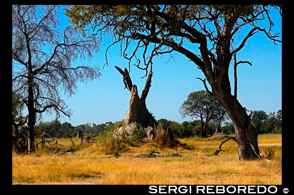 Durante el safari a pie realizado en las inmediaciones del campamento Eagle Island Camp de Orient Express, en las afueras de la Reserva de Animales de Moremi, en Botswana, es fácil encontrarse con paisajes repletos de termiteros. Un termitero es la colonia de las termitas, donde cuidan a la reina, nacen las larvas, las crían y se convierten en soldados, obreras o futuras reinas. Comúnmente están a 40 metros del subsuelo, poseyendo una cámara subterránea, la cual es la principal cámara del termitero. La parte superior es un dispositivo de ventilación, que además hace sombra para que el termitero se refresque. Los termiteros son grandes ciudades con cámara real, zona de cultivos, sistema de aireación, refrigeración, zona de abastecimiento de materiales, personal especializado (defensa, construcción, agricultura, natalidad y guardería), etc. Existen diferentes tipos de termiteros según la especie de termita de la que se trate, pero aquí trataré tan sólo dos tipos. En el primero de ellos encontramos termiteros de barro aplanados de hasta tres metros de altura. Las caras anchas se orientan en dirección este-oeste, mientras que las estrechas lo hacen en dirección norte-sur. Esta disposición no es caprichosa y responde a efectos térmicos, no magnéticos. Las termitas son sensibles al calor y un exceso del mismo las mataría, de este modo reciben los primeros rayos de sol al amanecer calentando el termitero por la cara este, mientras la cara oeste permanece fresca. Cuando el sol está en su cenit, el calor es máximo pero éste no afectará a las termitas, ya que los rayos inciden sobre la estrecha zona superior. El otro tipo de termitero es una estructura en forma de torre que puede llegar a alcanzar los ocho metros de altura. El sistema de refrigeración que emplean sería la envidia de cualquier ingeniero, pues a la vez que consiguen mantener constante la temperatura realizan una ventilación del aire viciado (difunden dióxido de carbono al exterior y oxígeno al interior). Debido a la gran cantidad de habitantes que hay en el termitero (hasta varios millones) se genera calor, el aire se podría estancar y recalentar hasta un máximo letal para las termitas. Pero estos fabulosos ingenieros han conseguido la solución: la colonia ocupará la parte central del nido y el aire caliente y cargado de dióxido de carbono ascenderá a través de las galerías; en la parte superior el aire se desplazará hacia los laterales y descenderá por canales próximos a la superficie hasta el sótano; gracias a la porosidad de las paredes se producirá la difusión del dióxido de carbono hacia el exterior y del oxígeno hacia el interior. Del sótano parten canales hasta el nivel freático, en donde las obreras recogen el barro para la fabricación del termitero. El techo de dicho sótano está formado por una placa que soporta la colonia y de la cual parten una serie de placas concéntricas que absorben la humedad de la colonia; en las placas se producirá una evaporación de la humedad absorbida lo cuál enfriará el aire que llegó hasta el sótano, ascendiendo hasta la colonia cargado de oxígeno y a la temperatura adecuada.