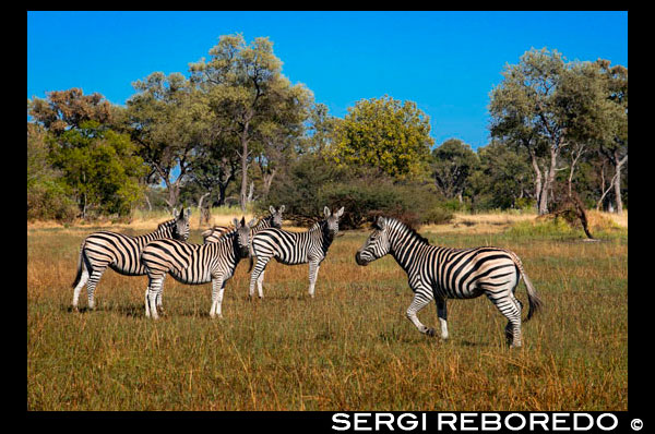 Un ramat de zebres ronda prop del campament Eagle Island Camp d'Orient Express, als afores de la Reserva d'Animals de Moremi, a Botswana. PARC NACIONAL D'CHOBE. Una de les reserves d'animals més famoses del món, el parc nacional de Chobe, és llar de grans poblacions d'animals i més de 450 espècies d'aus. Conegut per les seves grans bandades d'elefants i per la bella regió de Savuti, on es poden veure una gran quantitat de depredadors. Una de les seves majors atraccions és la migració anual de zebres. És el segon parc nacional més gran de Botswana i cobreix 10.566 km ². Chobe té una de les concentracions més grans de fauna del continent africà, així com quatre ecosistemes diferents: Serondela amb les seves verdes planes i densos boscos a l'extrem nord-est del riu; l'àrea del pantà de Savuti a l'oest, els pantans de Linyanti a al nord-oest, i la àrea seca i calorosa situada entre els tres anteriors. Els habitants originals de l'àrea eren la gent San o boiximans, els caçadors i recol · lectors nòmades que es movien constantment a la recerca d'aigua, aliment i animals salvatges. Altres grups, com els Basubiya i Batawana es van unir als San. El 1931 va sorgir la idea de crear un parc nacional per protegir la fauna contra la seva extinció, però oficialment no va ser creada la reserva fins a 1960. Set anys més tard, la reserva va ser declarada parc nacional i els límits s'han ampliat considerablement des d'aquest moment. El parc nacional de Chobe té una important població d'elefants, que ha estat augmentant constantment durant el segle XX i s'estima actualment en uns 120.000. L'elefant de Chobe és migratori, realitzant migracions de fins a 200 km des dels rius Chobe i Linyanti, on es concentren en l'estació seca, fins a les depressions del sud-est del parc, on es dispersen en la temporada de pluges. A més dels elefants, es pot veure molta altra fauna, especialment en els mesos secs de l'hivern. És en aquestes dates quan les grans concentracions de elefants, búfals, zebres, girafes, impales i altres animals es concentren al llarg del riu per beure. El parc nacional de Chobe és una destinació important per a l'albirament de vida salvatge de tot tipus i una opció de safari que el viatger no es pot perdre, especialment els safaris pel riu.