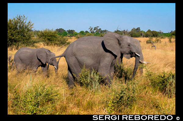 Un elefant adult amb el seu cria prop del campament Khwai River Lodge d'Orient Express a Botswana, a l'interior de la Reserva Salvatge de Caça Moremi. Matar un elefant a Botswana, a partir de 30.000 euros. Anar de caça major a Àfrica no és per a tots les butxaques. I dels països del continent, Botswana no és, precisament, dels més barats. El safari de caça en què el Rei Joan Carles I va patir una factura al maluc podria haver costat, en funció de l'animal que fos l'objectiu de la cacera, un mínim de 10.000 euros ia partir de 30.000 si l'objectiu era un elefant, un dels 'cinc grans'. A partir d'aquesta quantitat, els preus es poden multiplicar segons les condicions del safari i el nombre d'animals abatuts. "Botswana és un país car per les seves condicions", explica Fernando Martínez, expert en l'organització d'expedicions de caça a l'Àfrica. "Gairebé tot són concessions del Govern, que és qui imposa els preus. A aquestes quantitats cada organitzador li suma el seu marge per cada dia de caça", afegeix. És a dir, en un safari de caça es paga per diversos conceptes. En primer lloc, per l'organització de la cacera. Aquest concepte inclou trasllats, allotjaments o guies i s'inicia un cop al país d'origen. En el cas de l'agència Arena Hunting Services, per a la qual treballa Martínez, el preu d'un safari de 14 dies per a la caça d'un elefant per aquest concepte arriba als 18.100 euros. Si l'objectiu fos cobrar un búfal el temps de safari es reduiria a set dies i el preu 9.050 euros. En segon lloc, en un safari de caça es paga pels permisos per disparar i per peça abatuda. "Les companyies locals que es dediquen a organitzar els safaris aconsegueixen els permisos del Govern de Botswana. Et donen permís per a zones determinades i no són difícils d'aconseguir, tot i que les quotes [d'animals disponibles] són molt estrictes". És a dir, no és el mateix caçar antílops que elefants o lleopards, molt més cars. Tampoc és el mateix caçar un elefant petit que un de gran: "Depèn de la mida dels ullals, del seu pes en lliures", explica l'expert en caça. Escollir els animals abans de sortir. Això sí, com explica Martínez, és millor saber abans d'organitzar el viatge quin animal és el teu objectiu: "Probablement et permetin caçar un animal diferent del que tenies previst, però hauràs de pagar la taxa ia més s'augmentarà el preu del safari" ja que no és el mateix seguir un dels 'cinc grans'-búfal, elefant, lleopard, rinoceront i Lleó (que no es pot caçar a Botswana) - que a antílops. Les taxes, en tot cas, estan establertes pel Govern de Botswana i, en 2011, en el cas de l'elefant, eren de 4.000 dòlars per la llicència i entre 5.000 i 15.000 per animal abatut. El búfal es quedava en 1.000 i 3.000 respectivament, l'estruç en 200 i 500 dòlars i el Orix en 500 i 1.000 dòlars. Així, la caça d'un elefant mig en una agència com Arena Hunting ascendiria a 28.750 euros sense comptar les despeses extres en què pogués incórrer el viatger. Quantitat similar i fins i tot inferior a moltes agències del sector. Un caçador contactat per aquest diari que prefereix no revelar el seu nom i que ha caçat elefants a Botswana assegura que, despeses diàries a part, matar un elefant en aquest país costa entre 20.000 i 30.000 dòlars segons la seva grandària. En Rann Safaris-la pàgina web va deixar d'estar disponible minuts després de donar-se a conèixer l'accident del monarca-, on presumeixen de tenir al rei com a client, un safari de 14 dies amb un elefant com a objectiu costa, taxes incloses, 45.250 euros. Preus, en qualsevol dels casos, per a una selecta minoria. 2011 ha estat el primer any en què s'ha fet públic el pressupost de la Casa Reial. L'assignació del Rei d'Espanya ascendeix, segons la informació publicada per la institució, a 140.519 euros-als quals cal sumar 152.233 en concepte de despeses de representació-dels 8.434.280 d'euros totals. És a dir, si el monarca hagués pagat el paquet bàsic de Rann Safaris (45.250 euros), havia dedicat 32% de la seva assignació en la cacera. No obstant això, tot i que s'han fet públics els comptes, només s'han donat a conèixer els detalls generals del pressupost real. És a dir, amb la informació actualment publicada és impossible saber si les despeses del viatge són imputables a l'assignació de Joan Carles I o si ho són a una altra de les partides que té la Casa Reial. Un dubte que tampoc es podria resoldre amb la Llei de Transparència que prepara el Govern de Mariano Rajoy, ja que aquesta norma-almenys en l'avantprojecte de llei-no afectaria la Casa del Rei. Diversos partits, com el PNB i Esquerra, reclamen des de fa anys més transparència en la informació sobre la Corona com també ho fan molts espanyols que, a Twitter, demanen conèixer com gasta els diners la família del Rei i més informació sobre la seva activitat pública.