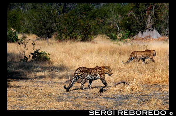 Un parell de lleopards es creuen en el nostre camí mentre realitzem el safari game prop del campament Khwai River Lodge d'Orient Express a Botswana, a l'interior de la Reserva Salvatge de Caça Moremi, Botswana. El lleopard és l'altre gran felí d'Àfrica, alhora que el més estès. A diferència del lleó prefereix zones amb una àmplia cobertura vegetal per viure i caçar. Amb un pes d'entre vuitanta i noranta quilos, el lleopard és un caçador solitari que només durant l'època de cria es pot veure en companyia d'algun congènere de sexe oposat. Dotat d'una excel · lent vista i un finíssim sentit, el lleopard pot caçar des amfibis i rosegadors fins antílops de considerable grandària. Arribada la primavera, les femelles donen a llum un nombre variable de cries que poden ser de dos a sis, encara que en els primers dies de vida pateixen una gran mortaldat que pot reduir la ventrada a menys de la meitat. A partir de les deu setmanes, els cadells ja comencen a capturar petits animals i insectes, més com un joc que com una veritable acció de caça. Quan compleixen un any quan els joves lleopards col · laboren activament en les tasques de caça abans d'emancipar definitivament de la seva mare. El lleopard viu en gairebé tot tipus de paratges en la meitat sud d'Àfrica i Àsia. És un especialista en la captura de primats. Els exemplars melànics són comuns en la seva espècie i especialment a Àsia.