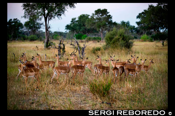 Una manada de gacelas Thompson en estado de alerta por el ataque de algún depredador cerca del campamento Khwai River Lodge de Orient Express en Botswana, en el interior de la Reserva Salvaje de Caza Moremi.   Gacela de Thomson Se trata de una gacela de cuerpo relativamente compacto, uno de los más ágiles y elegantes antílopes, formando grandes rebaños que viven cerca de alguna fuente agua en prados de África septentrional. Su nombre se debe a el explorador escocés del siglo XIX llamado Joseph Thomson. Se trata de una gacela de cuerpo relativamente compacto, con el cuello no muy largo, de pelaje rojizo en las partes superiores y blanco en la región ventral, el interior de las patas, la garganta, el interior de las orejas, y en unas líneas alrededor de los ojos bordeadas de negro. En los costados, una banda negra separa el pelaje rojizo del blanco. Ambos sexos tienen cuernos anillados que se doblan primero hacia atrás y luego hacia arriba, alcanzando los 40 centímetros en los machos, que los tienen más largos y gruesos que las hembras. Poseen glándulas preorbitales bien desarrolladas. Es un animal muy activo y ágil, que puede correr a 80 kilómetros por hora. La mayoría de las gacelas se alimenta de una variedad de plantas; la de Thomson come principalmente hierba. Durante la estación lluviosa en la Sabana, el 90% de su dieta es hierba. En la estación seca, abandona los prados secos y se refugia en zonas de matorral. Allí adapta la dieta y come brotes y hojas nuevas de arbustos y matas. Para comer la gacela corta la hierba con sus afilados incisivos. Mastica cada bocado minuciosamente antes de tragarlo como todos los rumiantes tiene un eficiente sistema digestivo; traga la comida y la digiere en el rumen (primer estómago) antes de regurgitarla y mascarla otra vez. Después, vuelve a tragar la comida que pasa por tres estómagos más, para extraer todas las sustancias nutritivas de la hierba.