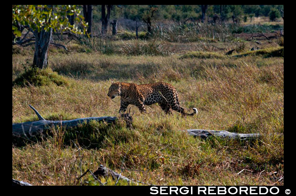 Un leopardo de cacería cerca del campamento Khwai River Lodge de Orient Express en Botswana, en el interior de la Reserva Salvaje de Caza Moremi.   El leopardo es un elegante y fuerte felino emparentado con los leones, los tigres y los jaguares. Vive en el África subsahariana, el norte de África, Asia Central, India y China. Sin embargo, en algunos lugares están amenazados, especialmente en las regiones fuera de África. El leopardo se siente tan cómodo en los árboles que suele llevar a sus presas a las ramas. Así, los mantiene fuera del alcance de carroñeros, como las hienas. También caza desde las ramas de los árboles, donde gracias a su colorido se camufla a la perfección entre las hojas hasta que da el salto mortal sobre su víctima. Estos depredadores nocturnos también atacan antílopes, ciervos y cerdos moviéndose furtivamente entre la alta hierba. Cuando hay asentamientos humanos, también cazan perros y, de vez en cuando, personas. Los leopardos son buenos nadadores y también se sienten muy cómodos en ese medio, donde a veces cazan peces o cangrejos. Las hembras pueden tener cachorros en cualquier época del año. Normalmente son de color grisáceo con motas apenas visibles. La madre esconde a sus cachorros y los transporta de un lugar seguro a otro hasta que son lo suficientemente mayores para jugar y aprender a cazar. Los cachorros viven con su madre durante aproximadamente un año, el resto de su vida se comportan de forma solitaria. La mayoría de los leopardos son de color amarillo con motas oscuras. A los leopardos negros, cuyo pelaje parece de color uniforme porque apenas se distinguen las motas, se les suele llamar panteras negras.