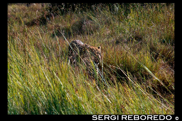 Un lleopard a la recerca de la seva presa prop del campament Khwai River Lodge d'Orient Express a Botswana, a l'interior de la Reserva Salvatge de Caça Moremi. INTRODUCCIÓ: El Lleopard (Panthera pardus) és una de les espècies família Felidae. Aquesta espècie s'assigna a les panteres, subfamília Pantherinae, en els fèlids. DISTRIBUCIÓ: La distribució del Lleopard és la de major extensió entre els fèlids. Comprèn tot el continent africà al sud del desert de Sàhara i en certs llocs al nord del desert. També es troba present des de Turquia fins a Mongòlia, Indoxina i l'illa de Java. És una distribució relativament contínua, excepte per alguns llocs on són poblacions aïllades les que encara queden. Durant el Plistocè també habitava a Europa, sent els d'aquella època, en certs llocs, animals més grans que els del present. ELEVACIÓ: A Panthera pardus se li documenta des del nivell del mar fins elevacions més altes dels 5,000 metres. HÀBITAT: Pel que fa a l'hàbitat, el Lleopard és una de les panteres més adaptable al medi ambient. Excepte pels deserts habita en tot tipus d'hàbitat sempre que tingui un lloc on amagar-se i existeixin suficients preses per sobreviure: es troba present en tot tipus de bosc i selva, en les sabanes, en els sembrats i en llocs rocosos. En alguns hàbitats el Lleopard desenvolupa formes per evadir a altres depredadors majors o més nombrosos com és el cas del Lleó i les hienes a Àfrica i el Tigre a Àsia. Realment, l'únic factor que limita al Lleopard són les persones. HÀBITS: Panthera pardus és actiu les 24 hores del dia. És clar, un individu no està despert les 24 hores del dia els set dies de la setmana, però pot estar actiu en qualsevol moment, sigui de dia, de nit, en enfosquir o clarejar. En estudis on s'han utilitzat collarets amb radis dels exemplars estudiats s'han mantingut en moviment per al voltant del 50% del temps, mentre que una mare amb cadells va demostrar estar activa un 75% del temps